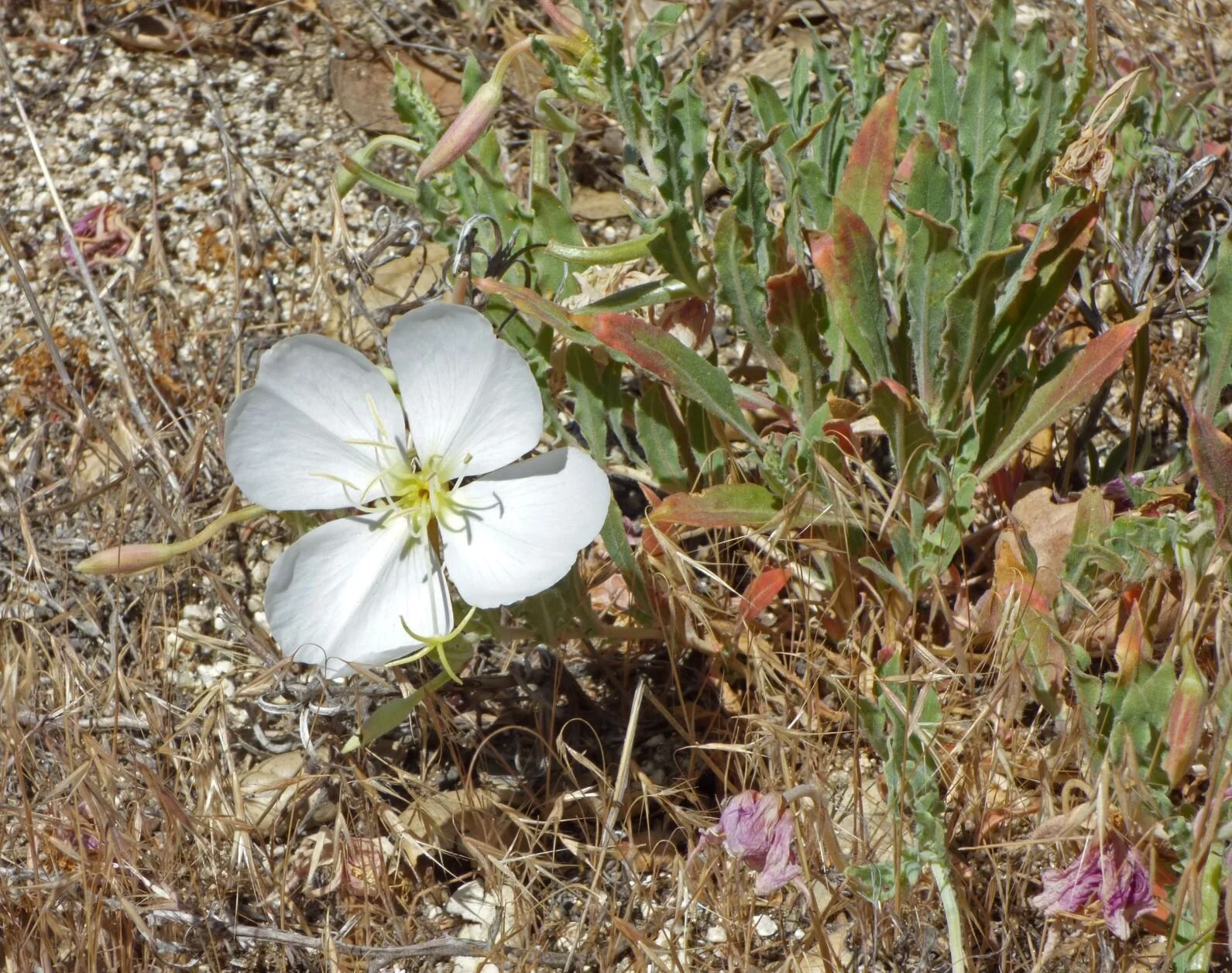   followed by California Evening Primrose (Oenothera californica),