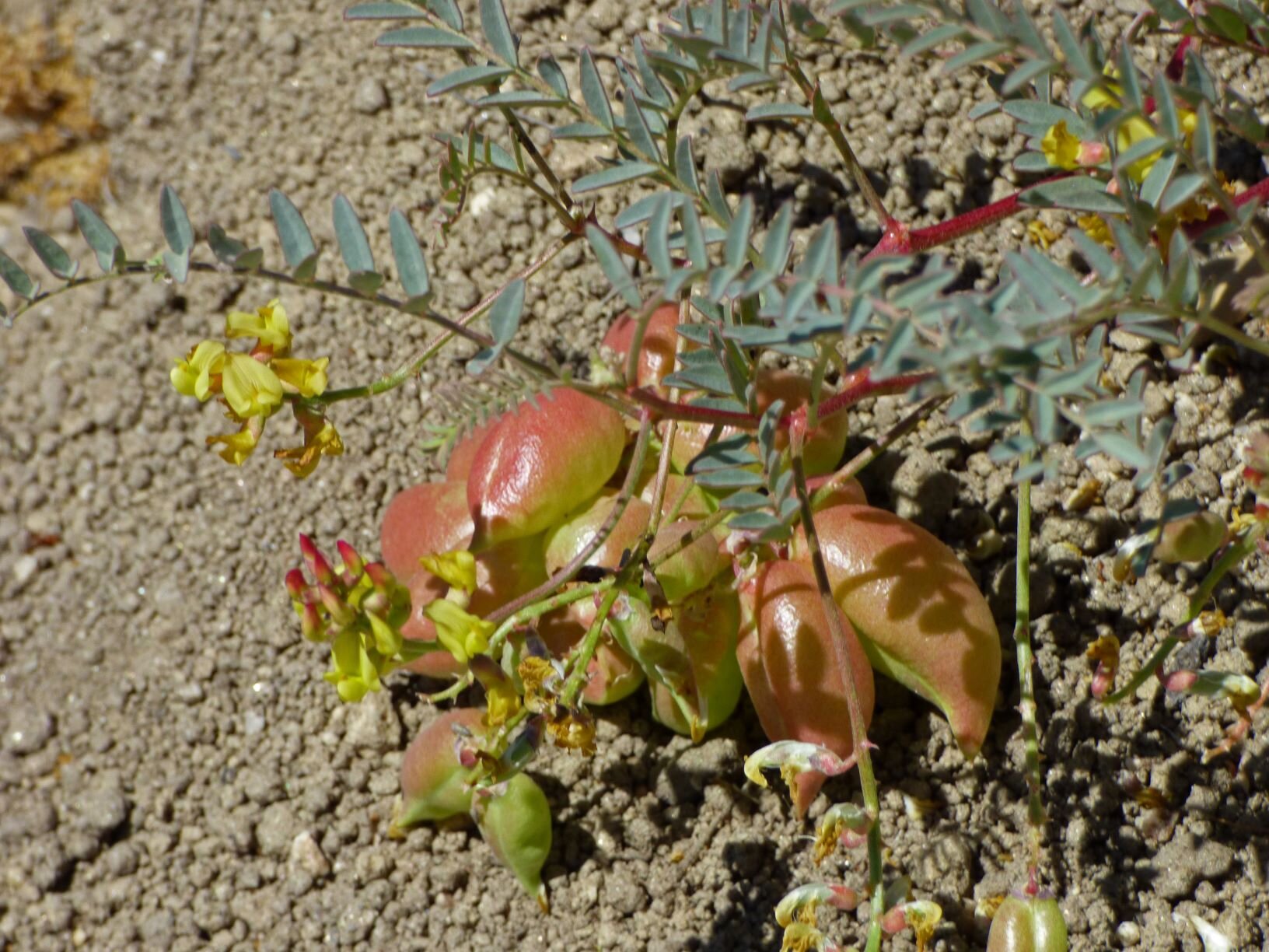 Parish Milkvetch (Astragalus douglasii var. parishii),