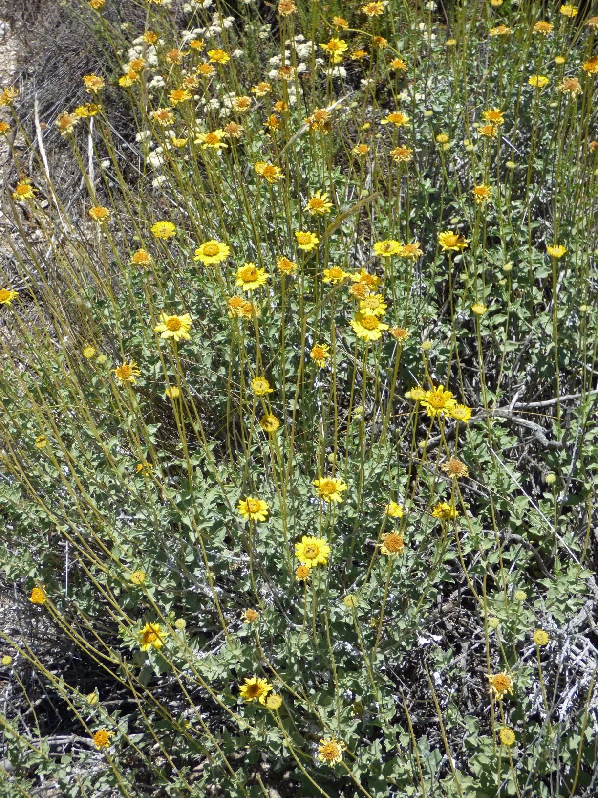 and Acton Encelia (Encelia actoni).