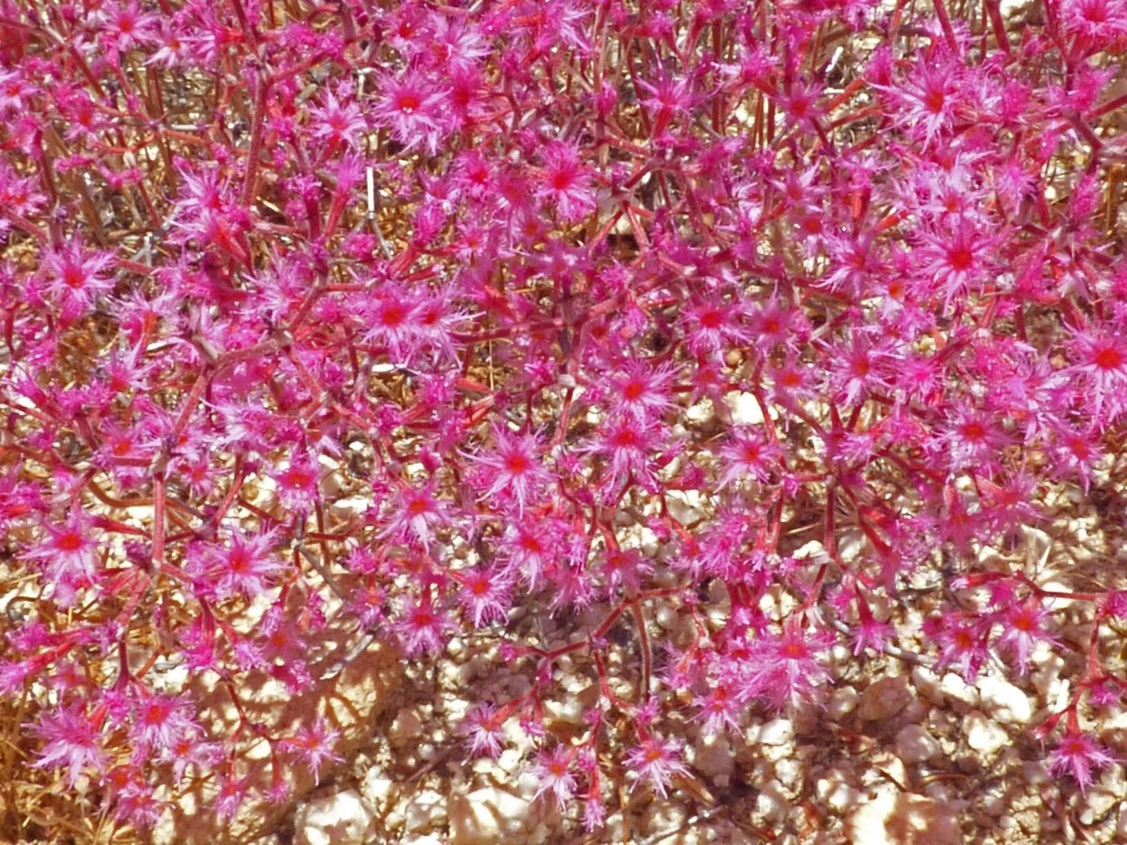 usually forms a dense carpet,