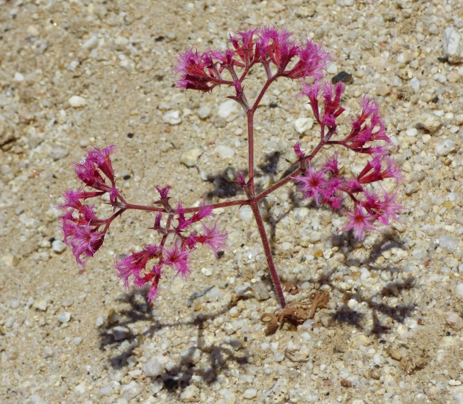 it’s a cute little plant when growing by itself.