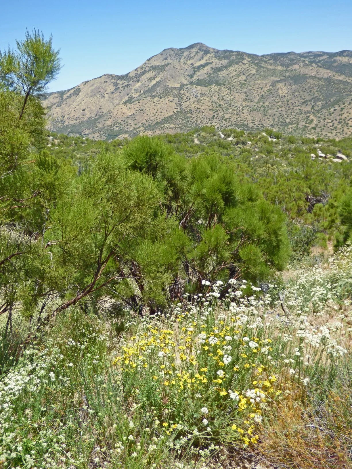 Beauty Mtn became more dominant (here with the ubiquitous California Buckwheat and Golden Yarrow in the foreground),