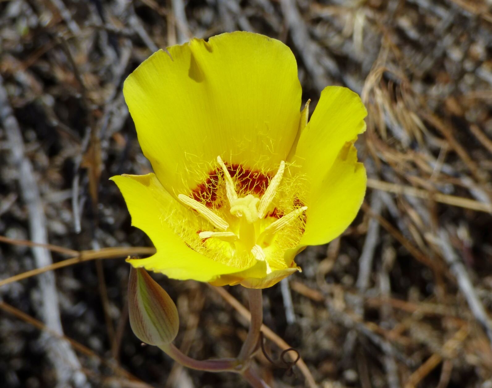 On the way back we stopped for Golden-bowl Mariposa Lily (Calochortus concolor)