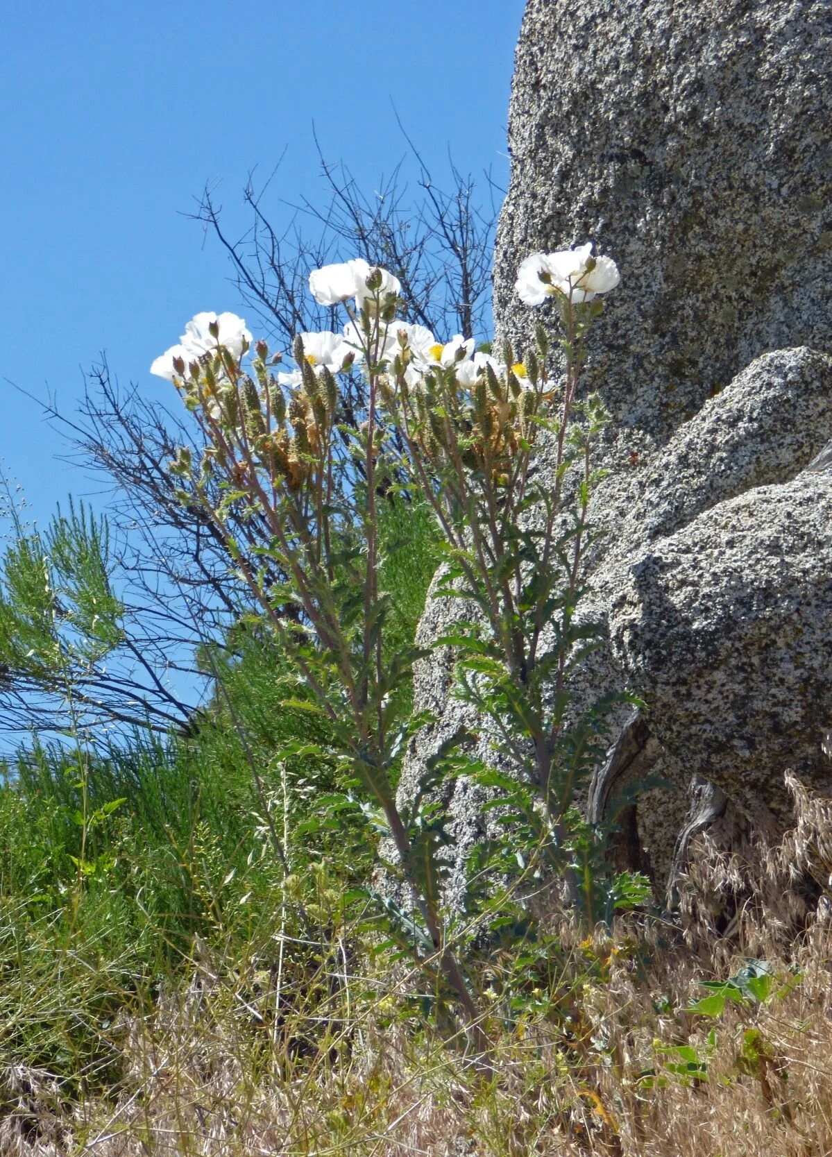and Prickly Poppy (Argemone munita),