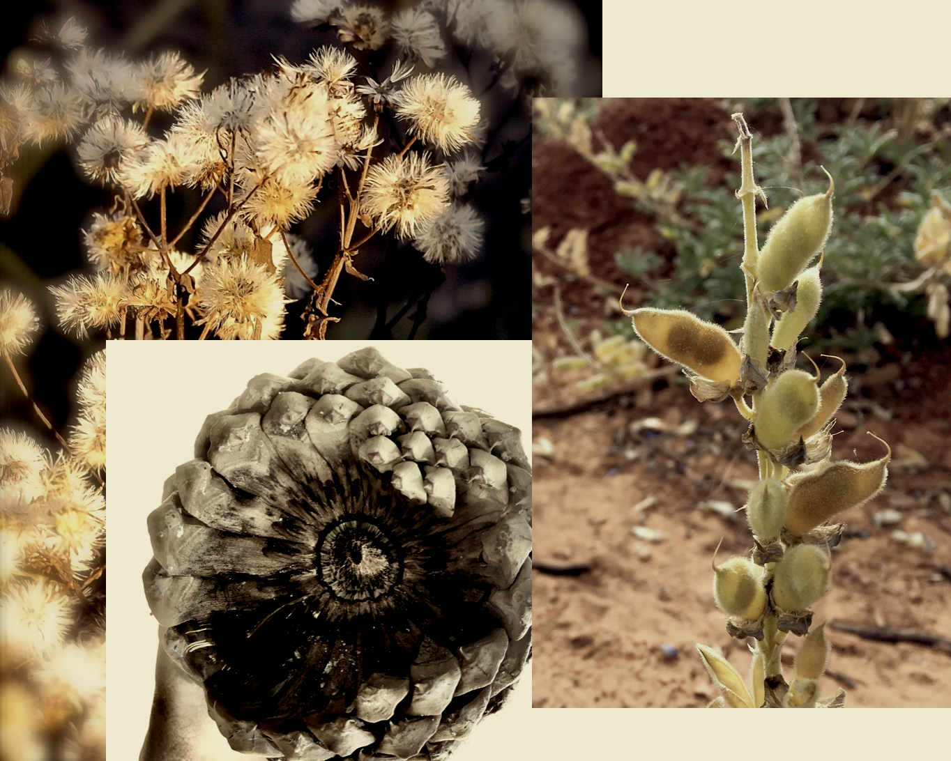 SEED COLLECTION 3: Targeting Genera - San Diego chapter - CNPS