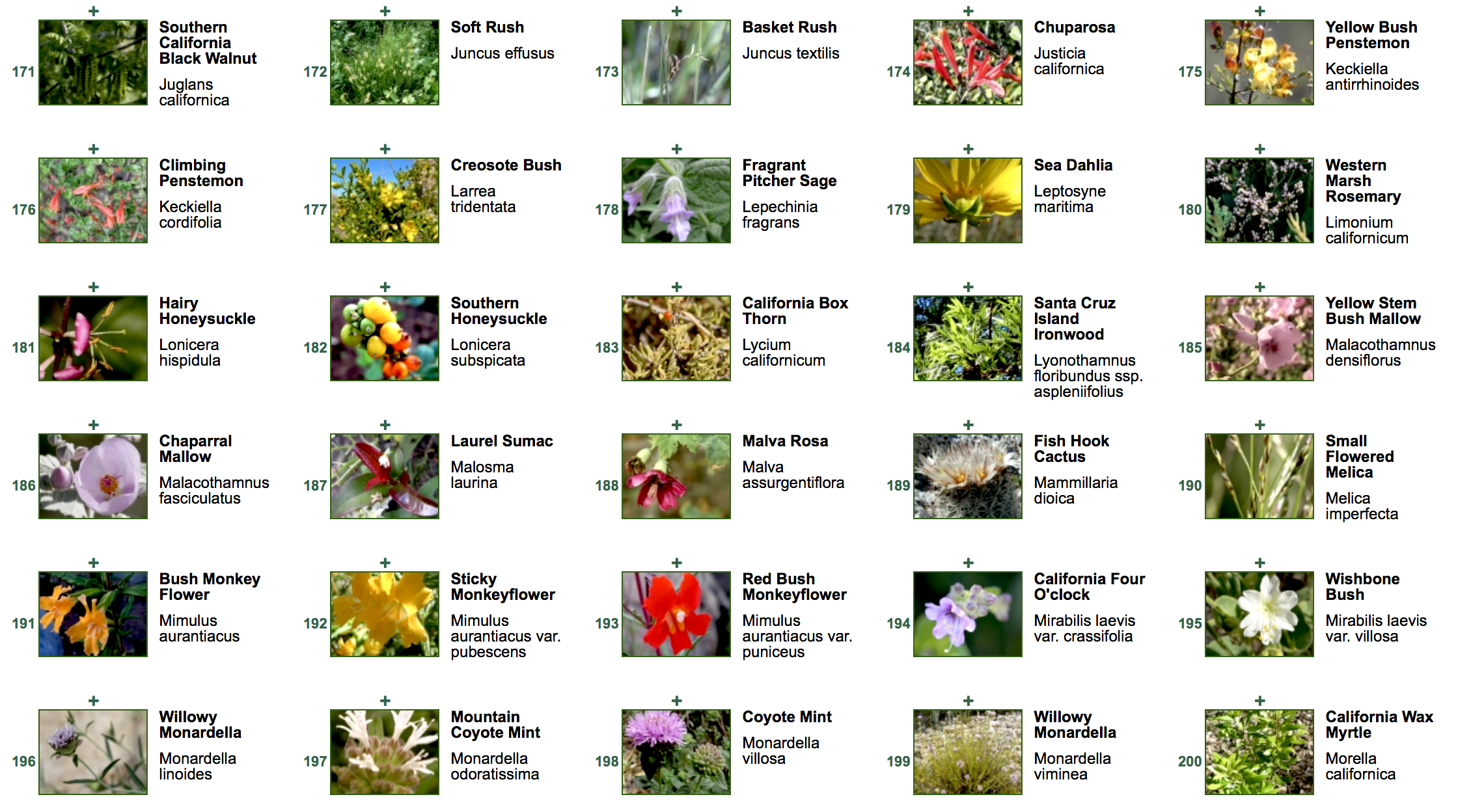Fall 2022 California Native Plant Sale California Native Plant addition-worksheets-paper-trail-design-worksheets-library