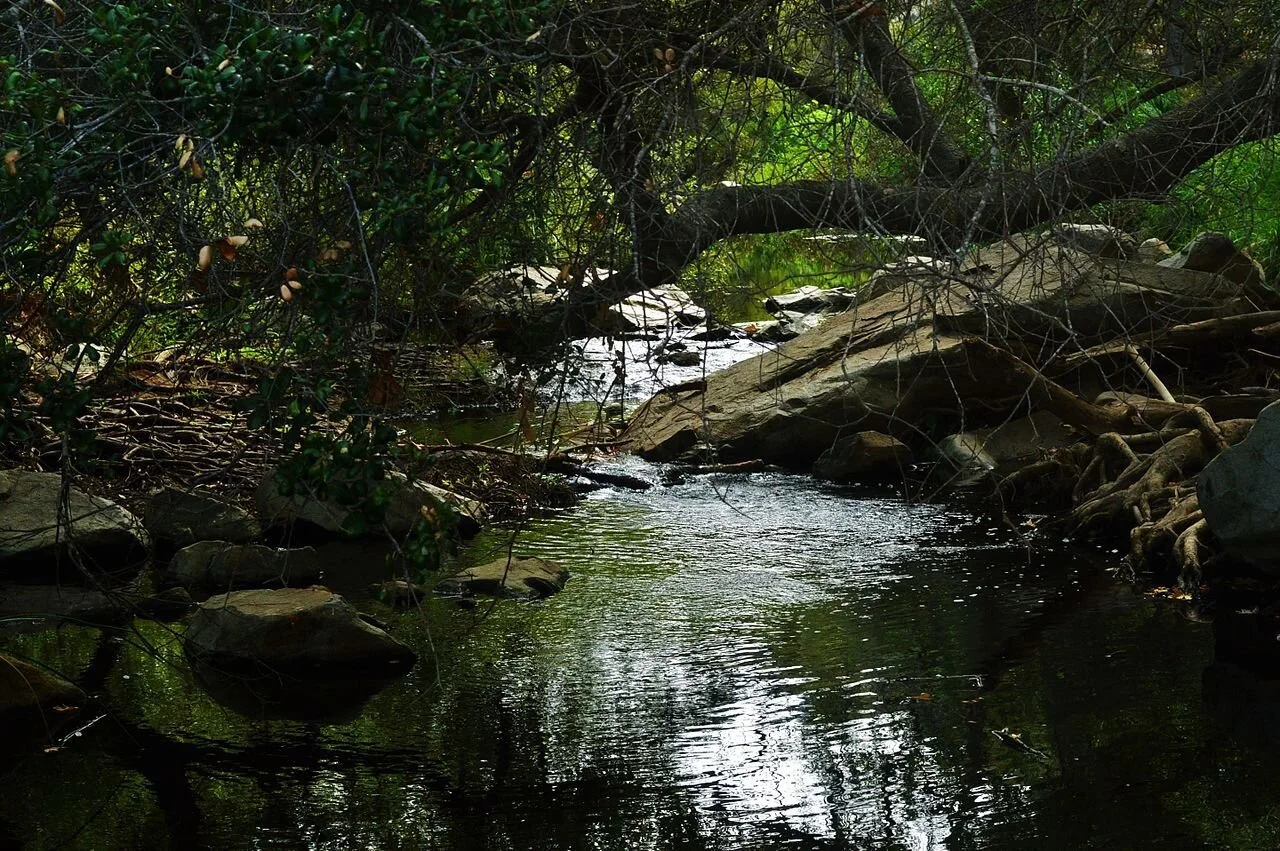 Elfin_Forest.jpg