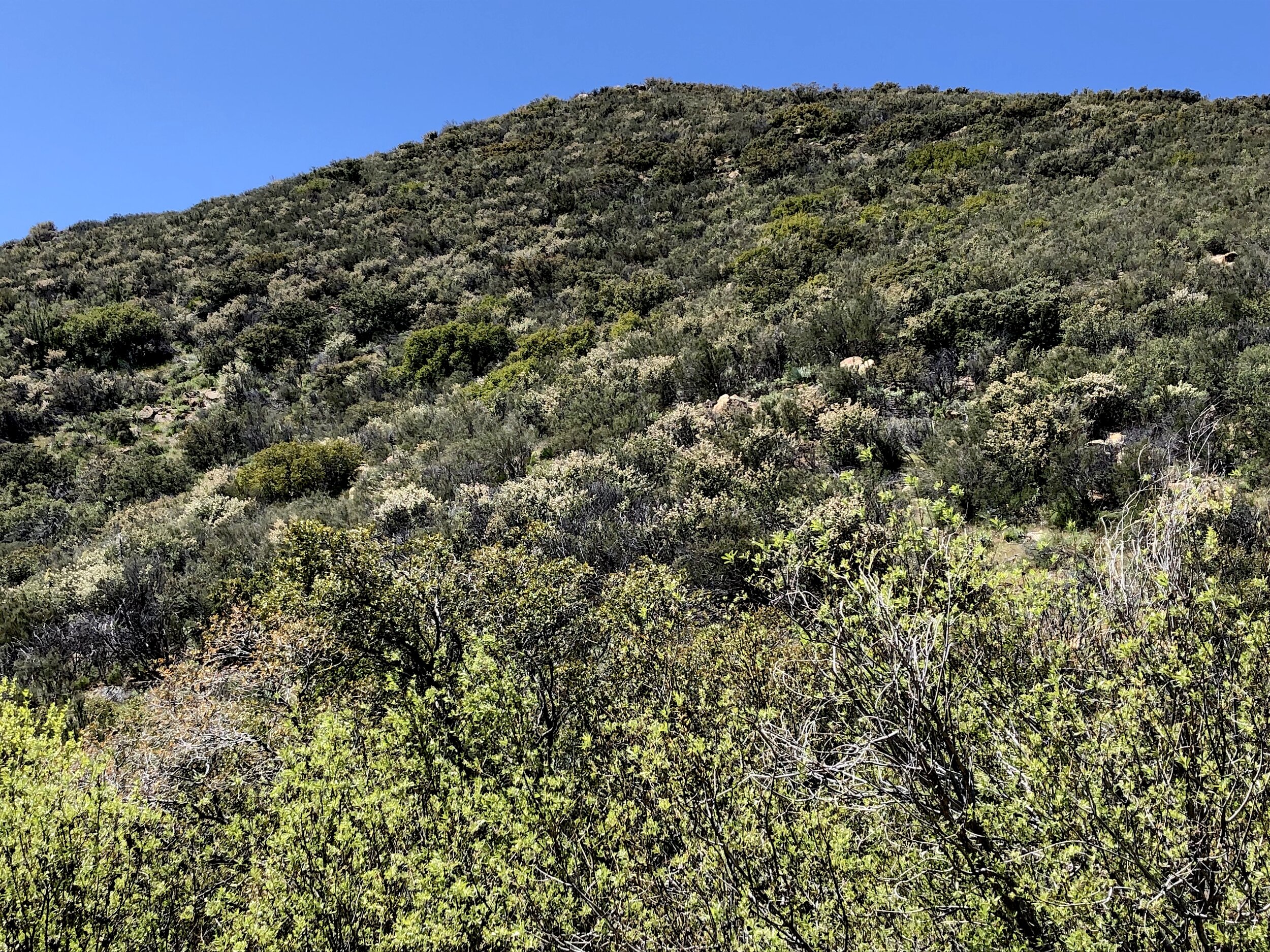 Ceanothus perplexans at Buckman Springs