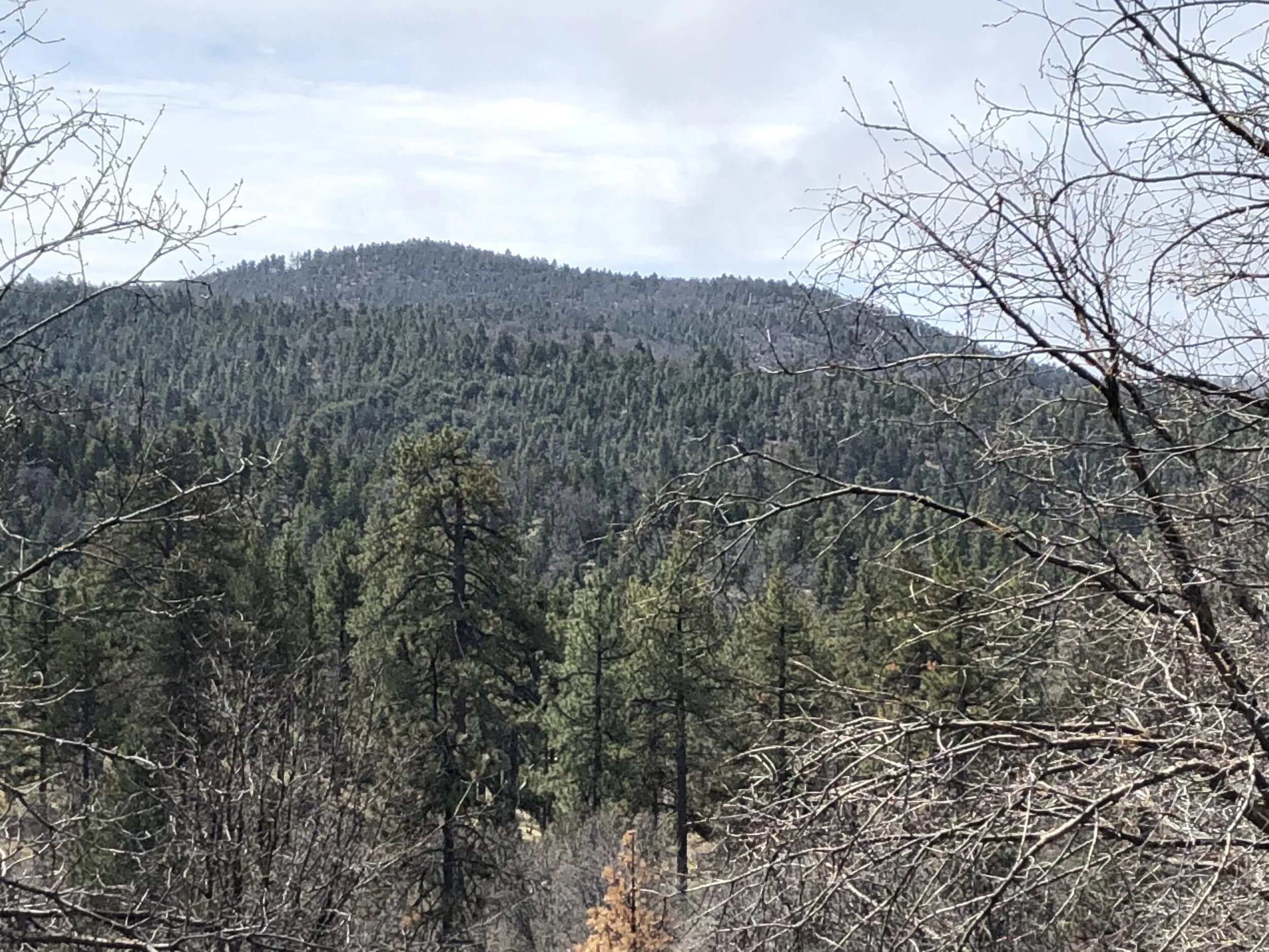 Pinus jeffreyi in the Laguna Mountains