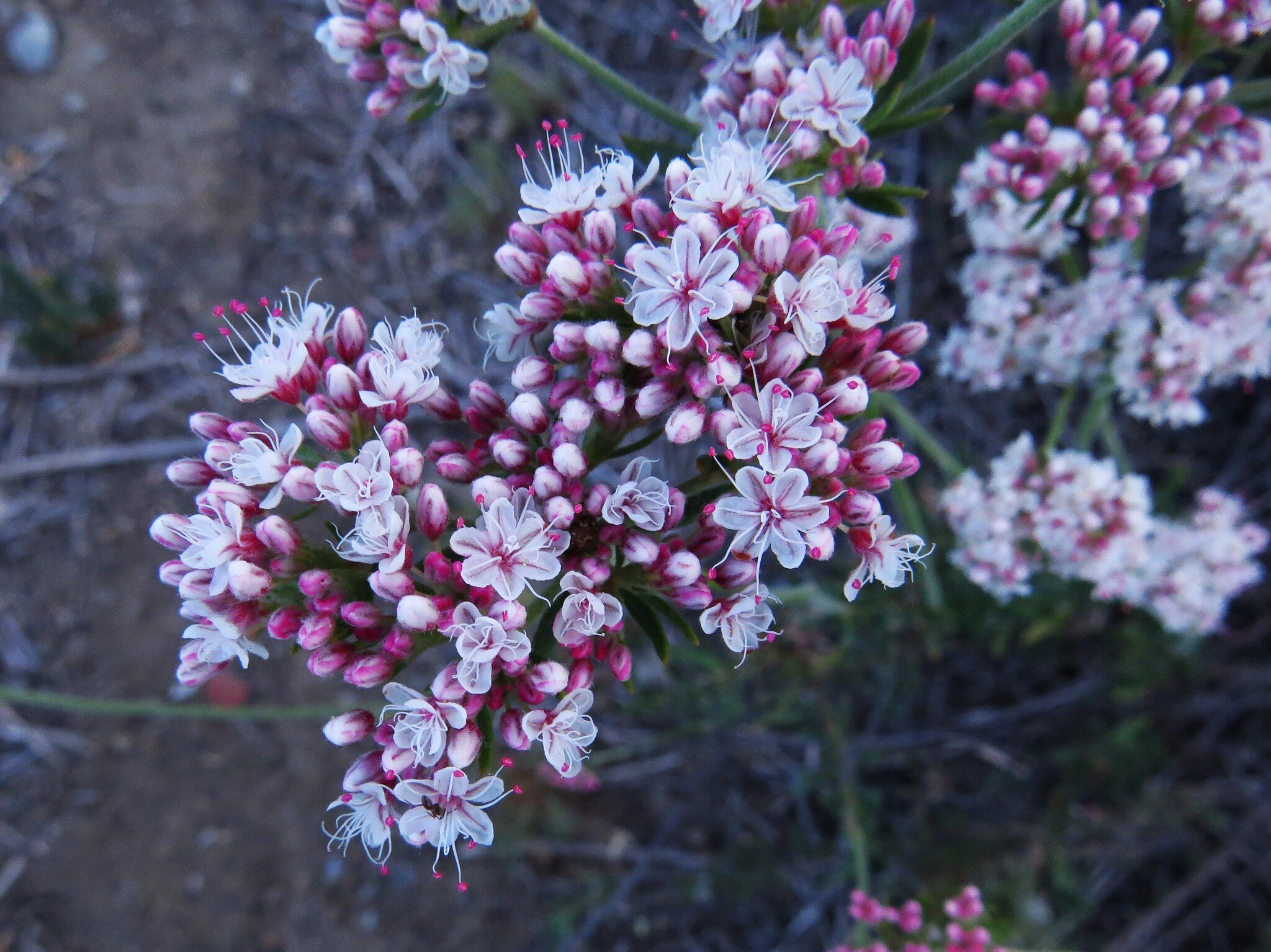 Eriogonum fasciculatum Photo: Jonathan Coffin https///www.flickr.com/photos/73431753@N00/14292028904