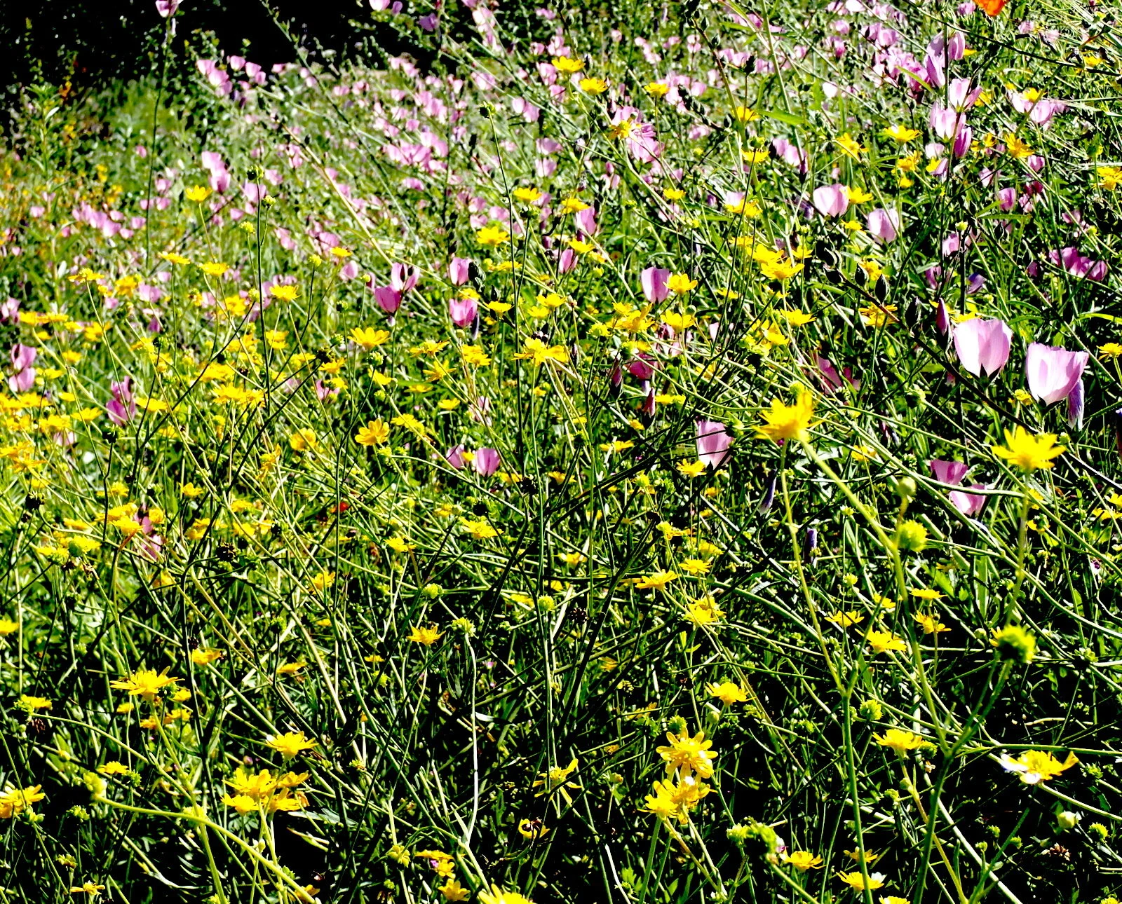 Ranunculus californicus and Sidalcea malviflora