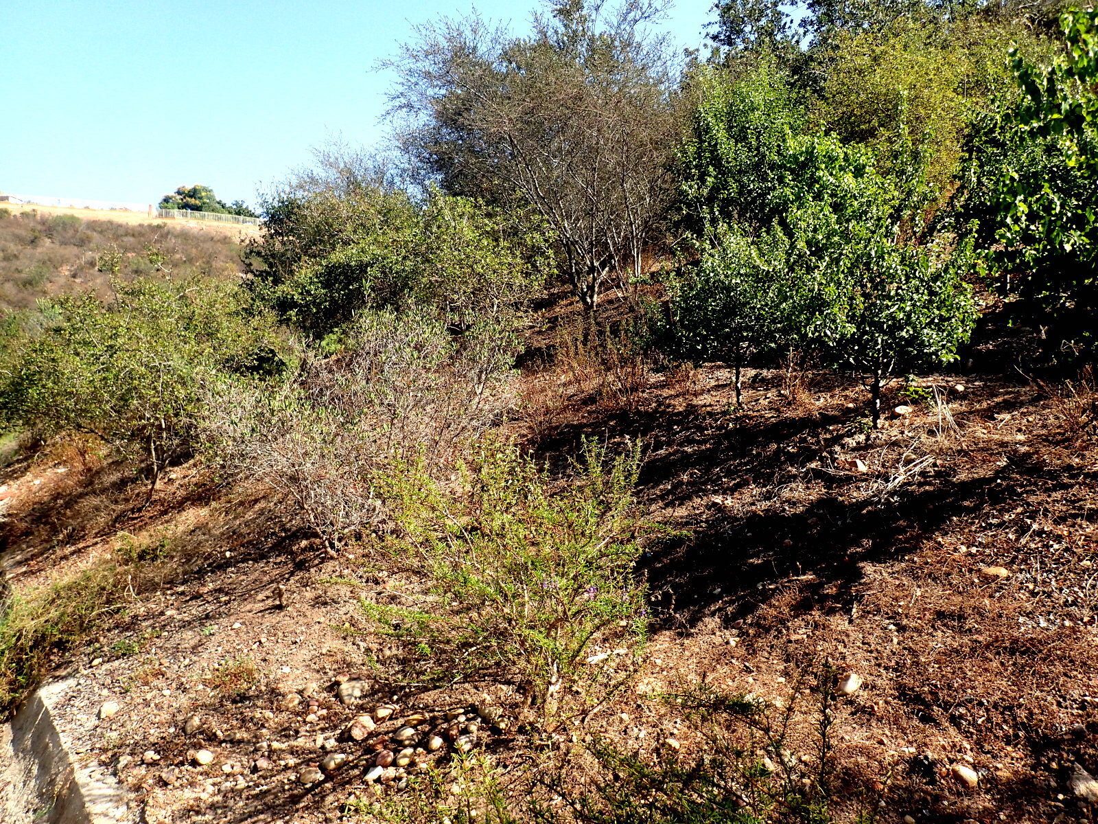The view in September 2020 from the same place as the 2009 photo. Shrubs in this photo include Woolly Blue Curls (Trichostema lanatum), Mission Manzanita (Xylococcus bicolor), Hollyleaf Cherry (Prunus ilicifolia ssp. ilicifolia), Scrub Oak (Quercus …