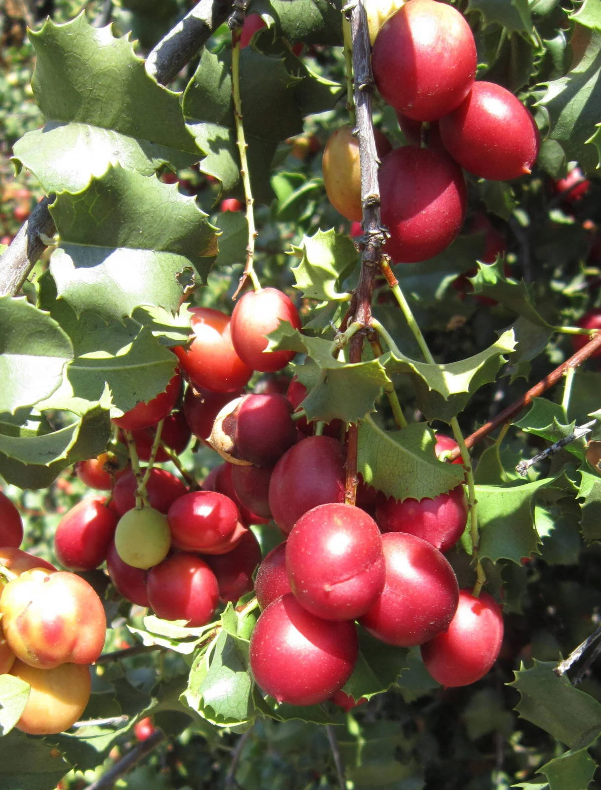 Hollyleaf Cherry (Prunus ilicifolia ssp. ilicifolia)