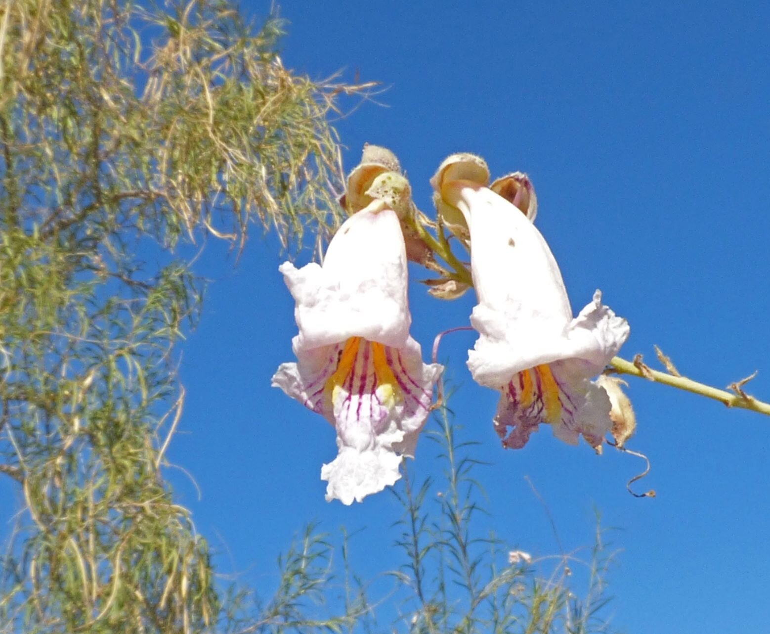 but the surprise was a Desert Willow (Chilopsis linearis),