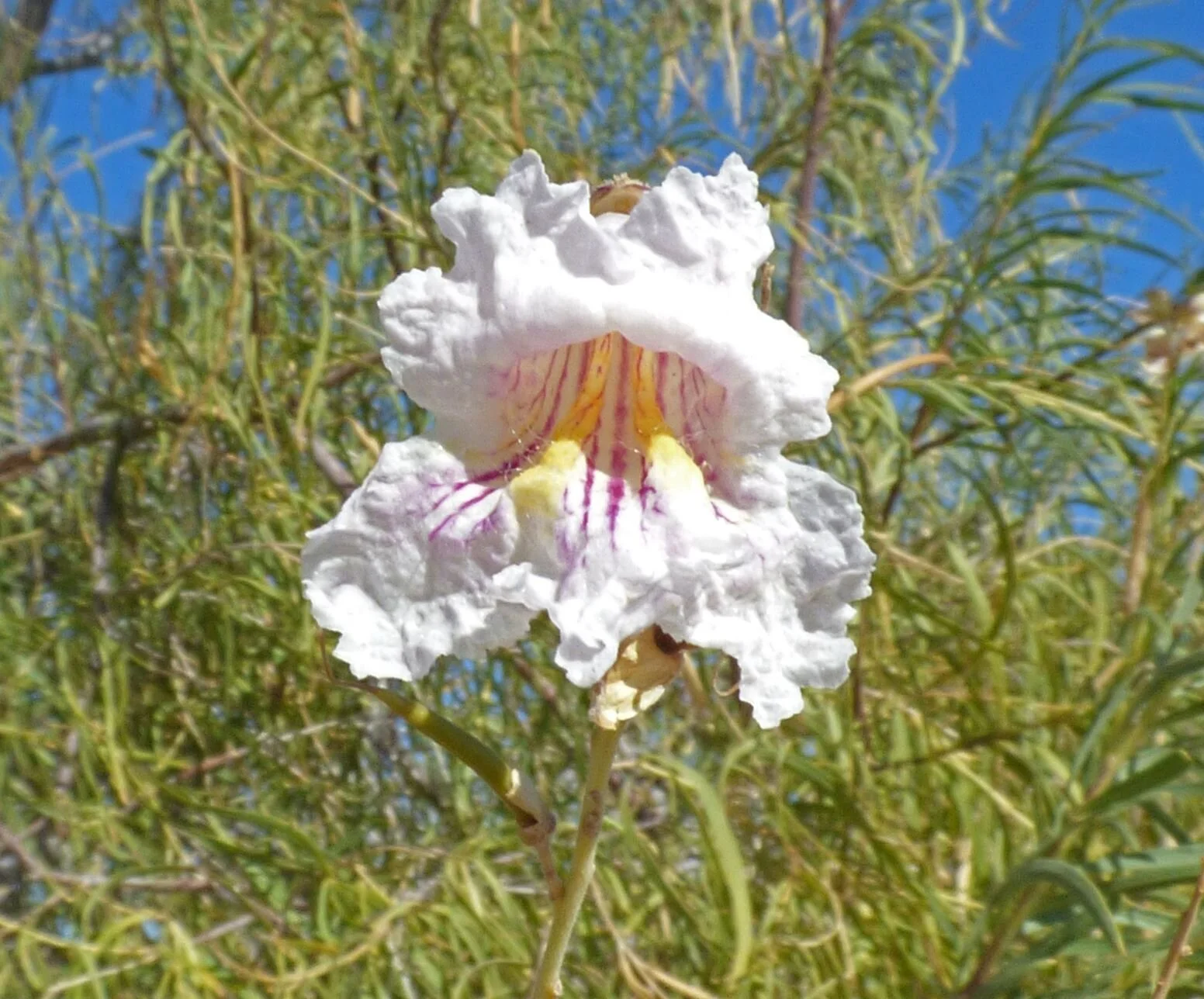 which normally blooms in May and June.