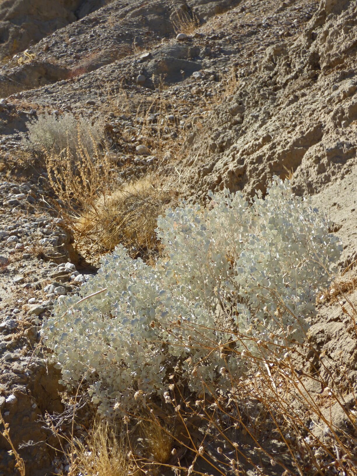 Many of the plants without flowers were still attractive: Desert Saltbush (Atriplex polycarpa),
