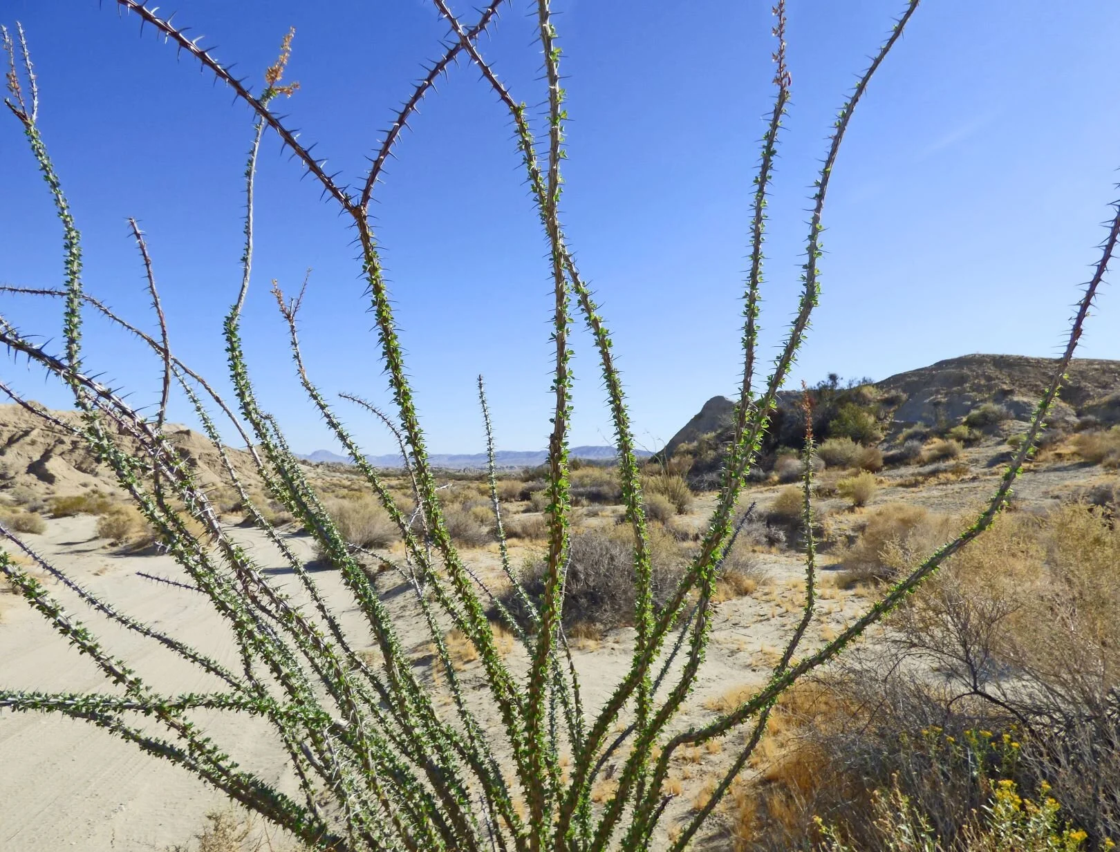   Ocotillo (Fouquieria splendens)