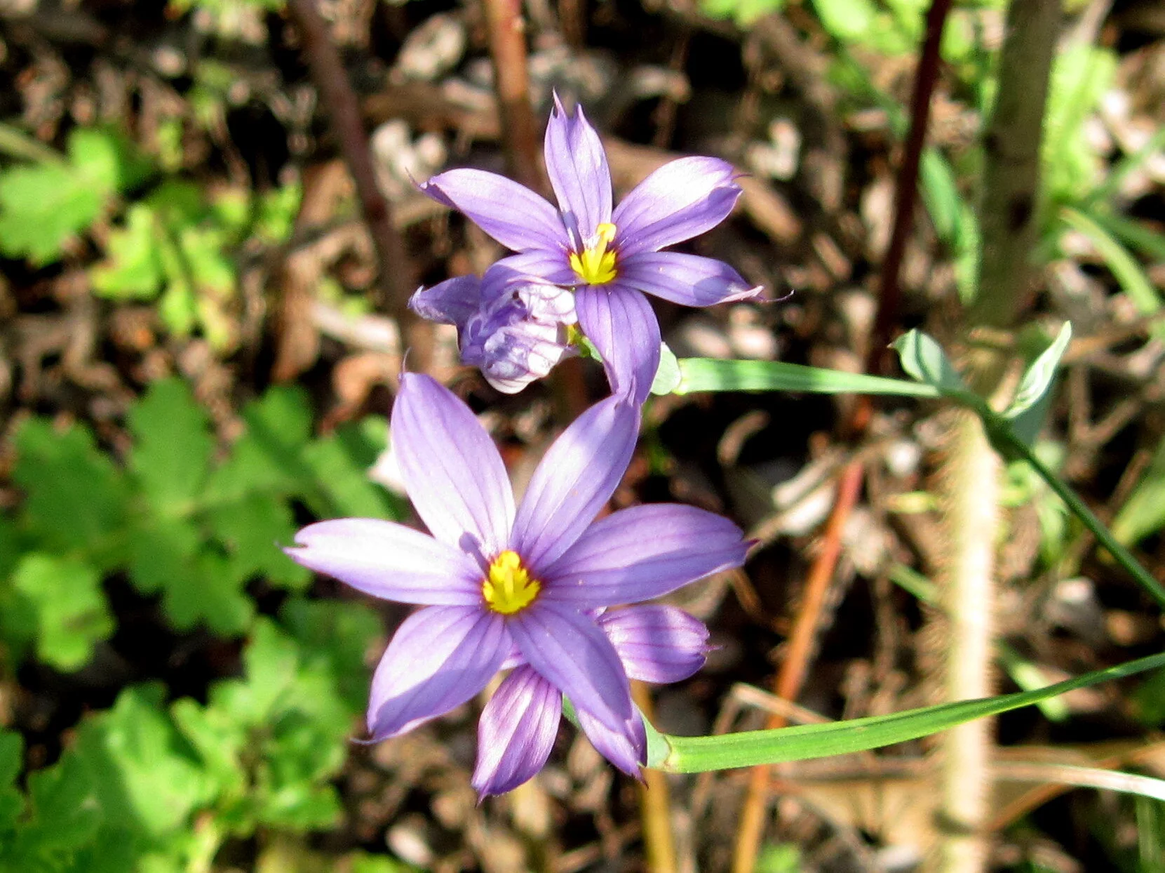 © 2010 Calscape