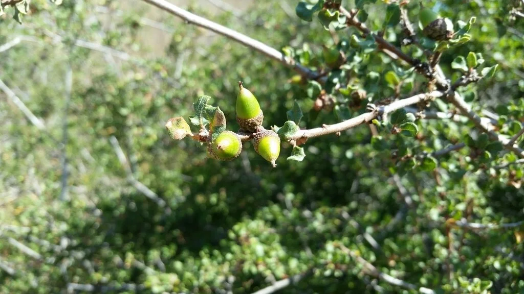 Quercus dumosa Photo: milliebasden