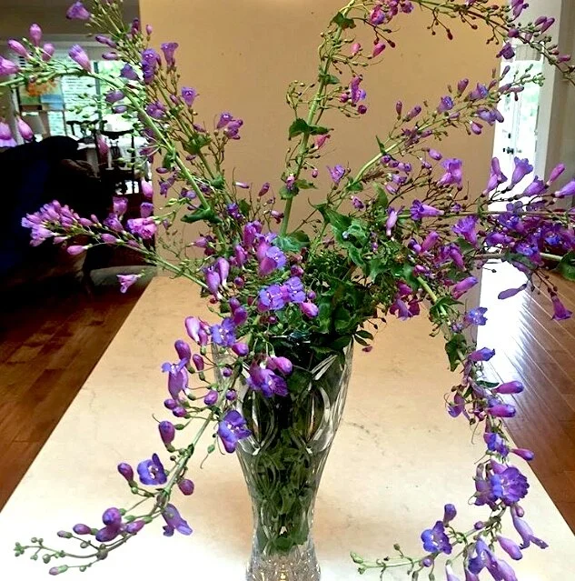 Showy Penstemon (Penstemon spectabilis)