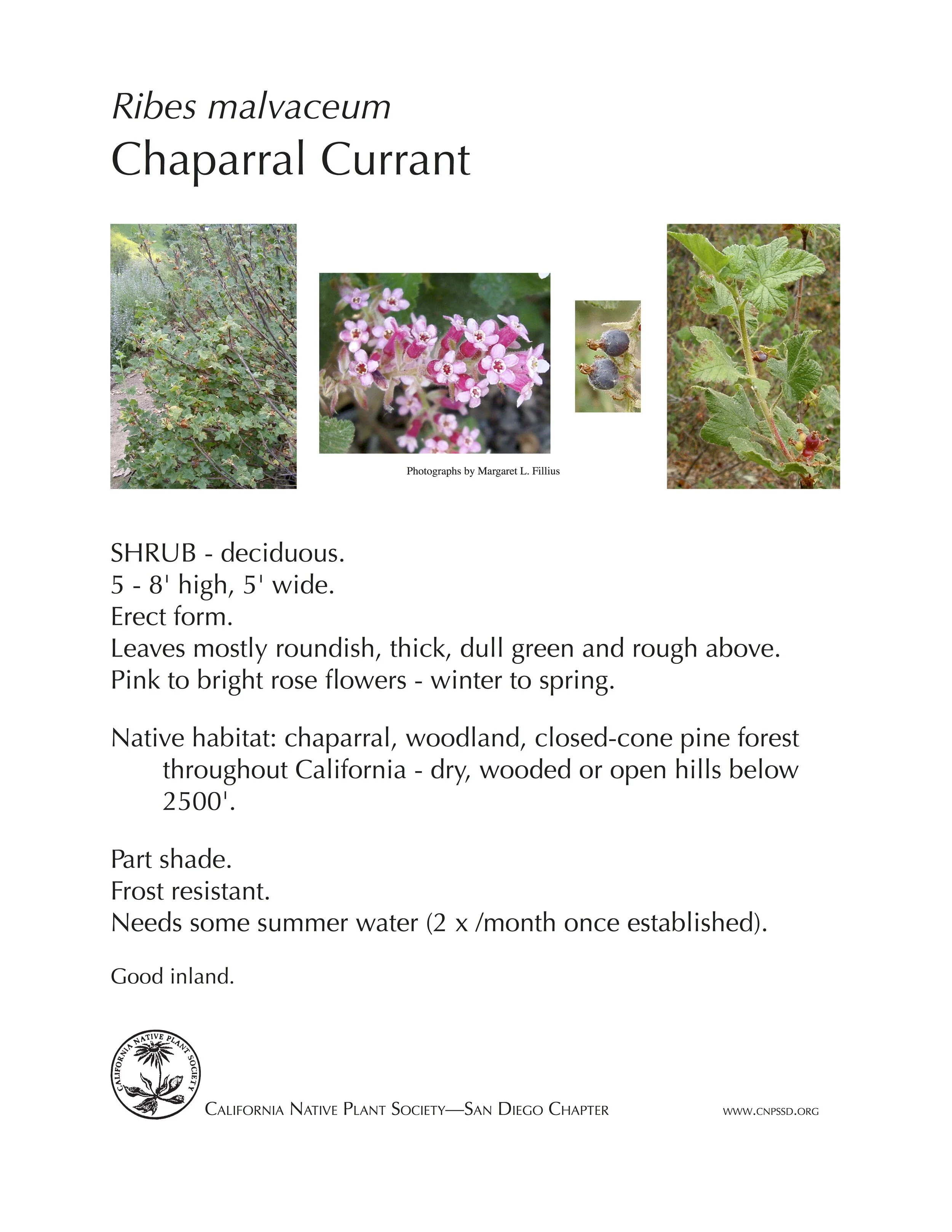 Ribes malvaceum Chaparral Currant .jpg