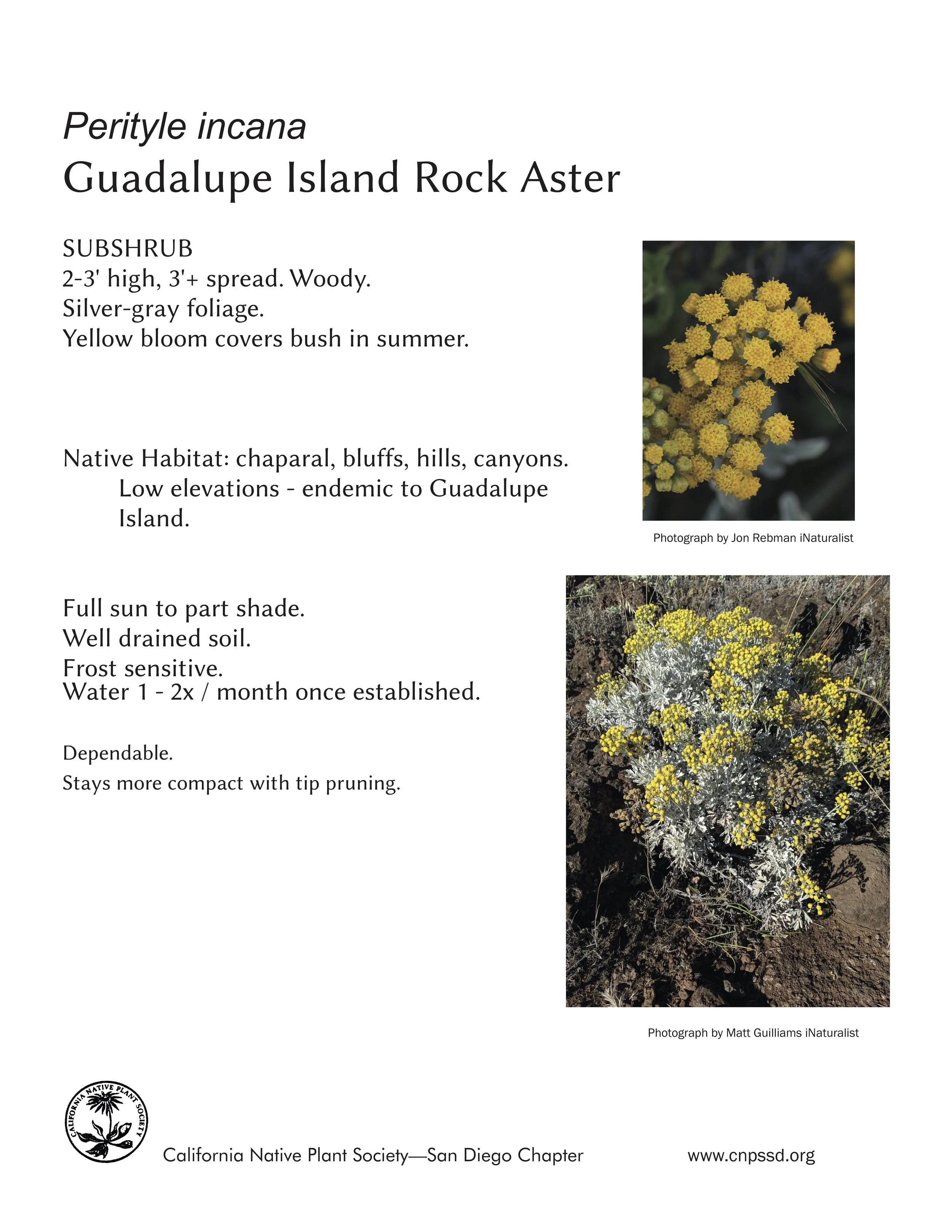 Guadalupe Island Rock Aster (Perityle incana).jpg