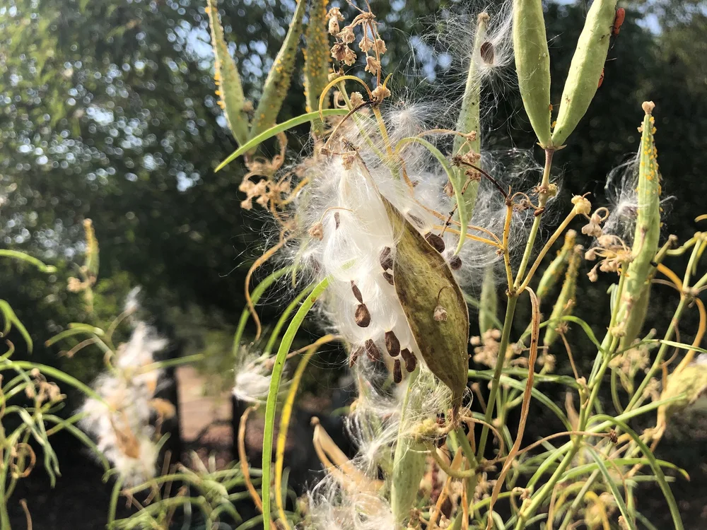 Native Milkweed and Monarch Conservation Developing a San Diego