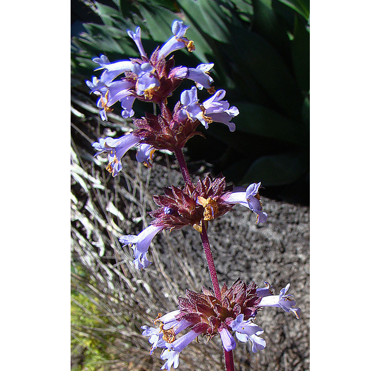 Salvia munzii © Dick Culbert [CC BY 2.0]