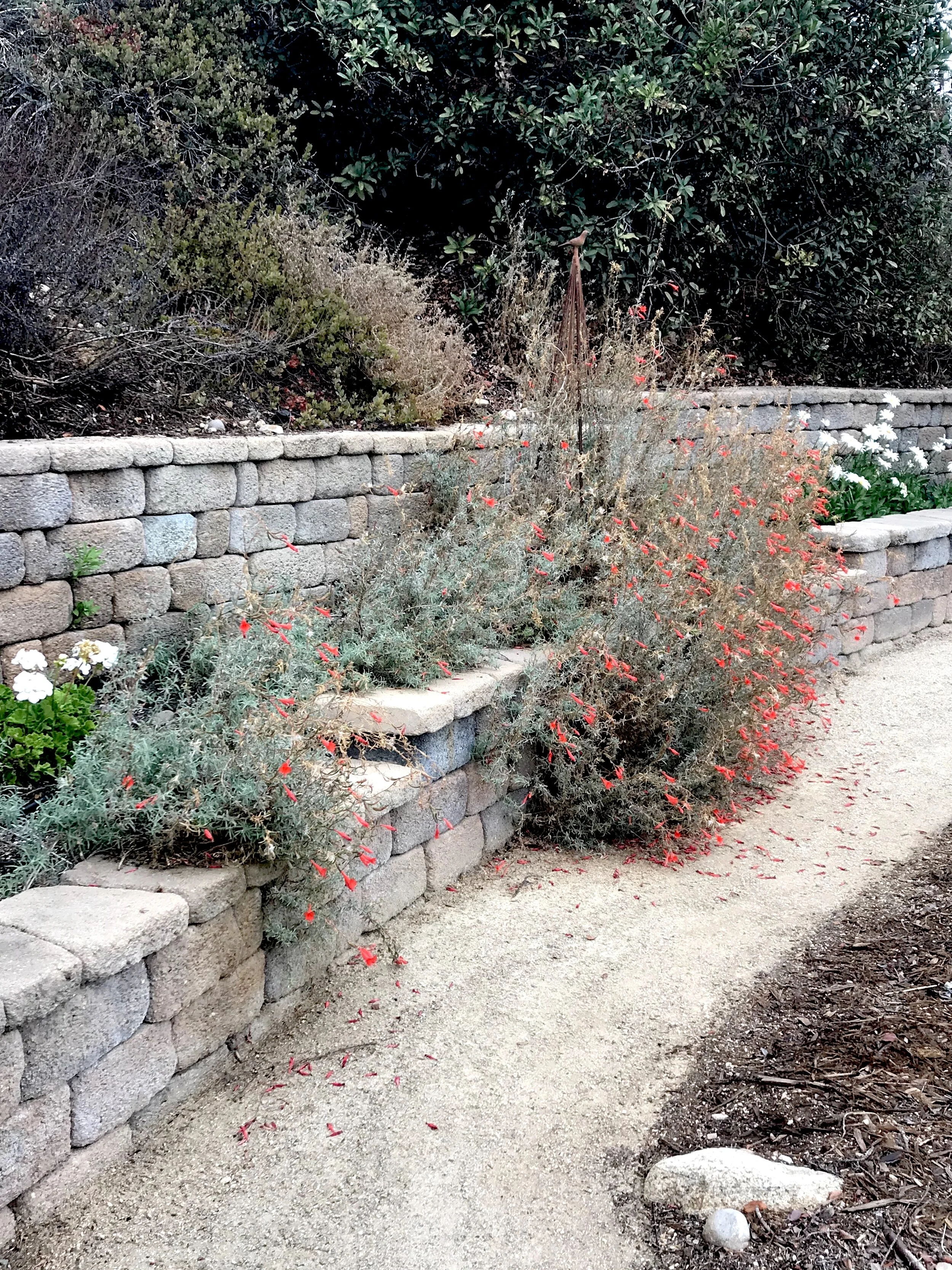 Before pruning Photo: Tish Berge