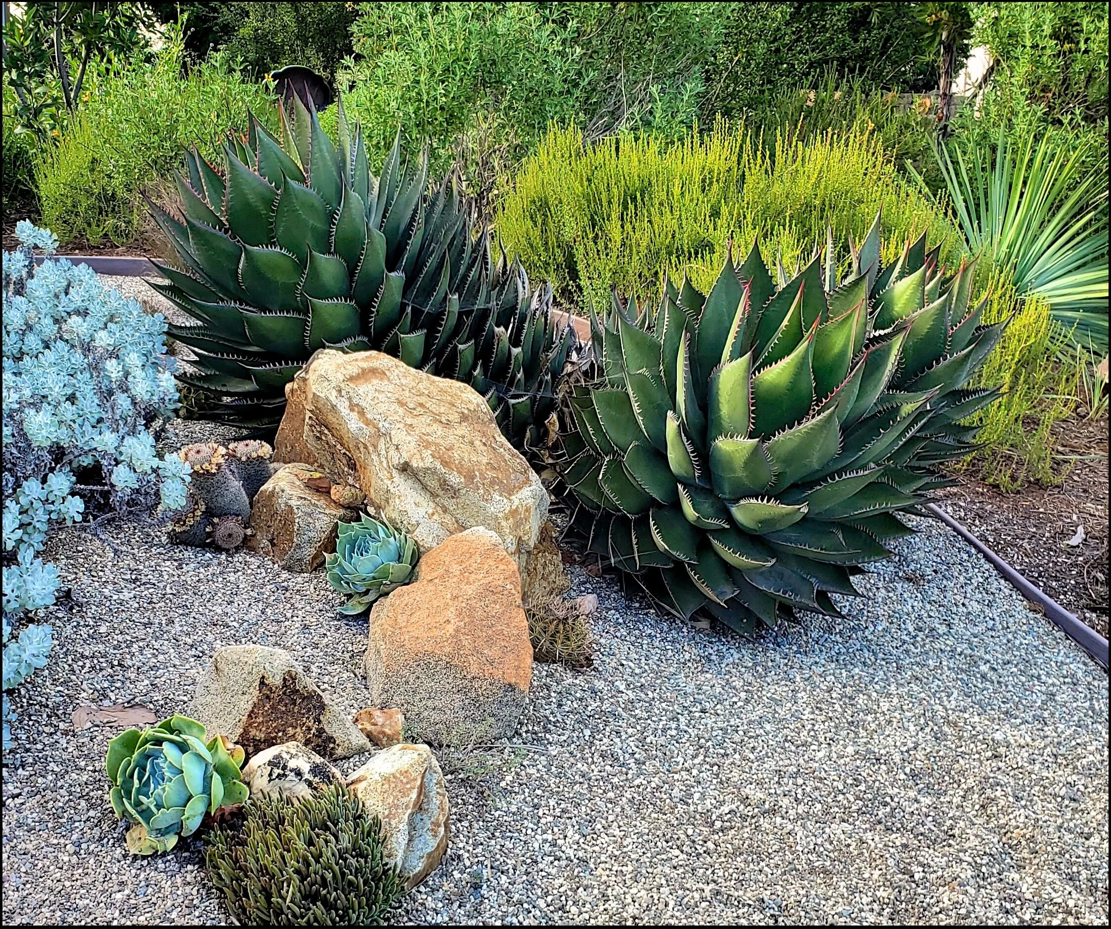Baja Plants for San Diego Gardens — San Diego Chapter