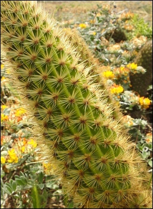Golden Cereus (Bergerocactus emoryi), Photo: Calscape