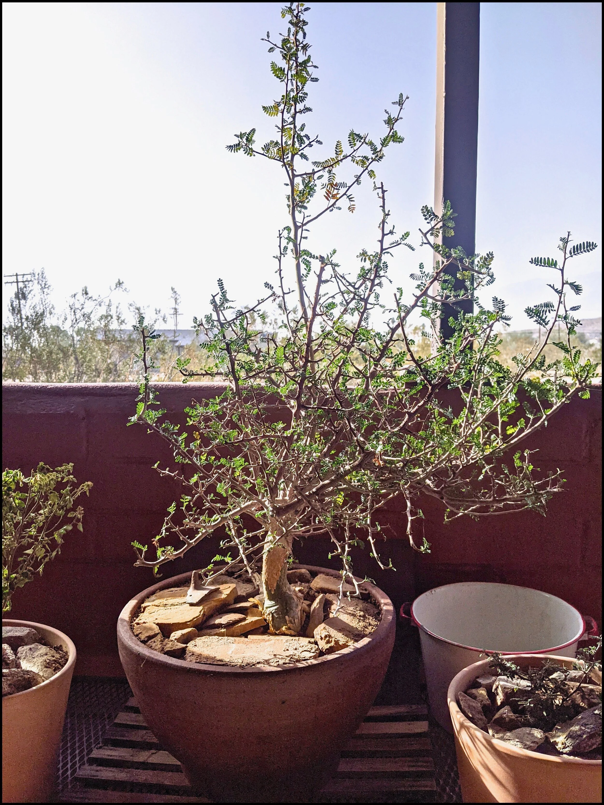 Bursera microphylla, Photo: Don Rideout