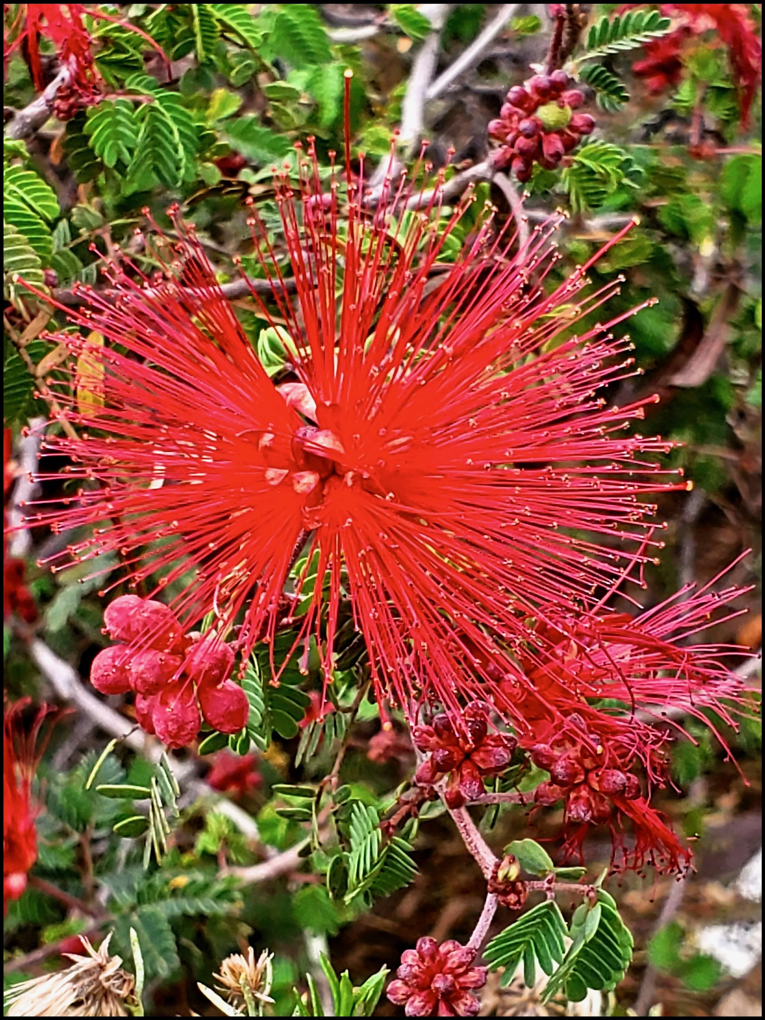 Baja Fairyduster (Calliandra californica), Photo Christine Hoey
