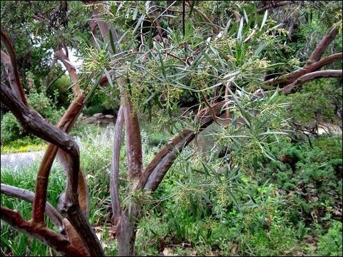 Baja Birdbush (Ornithostaphylos oppositifolia), Photo: Calscape