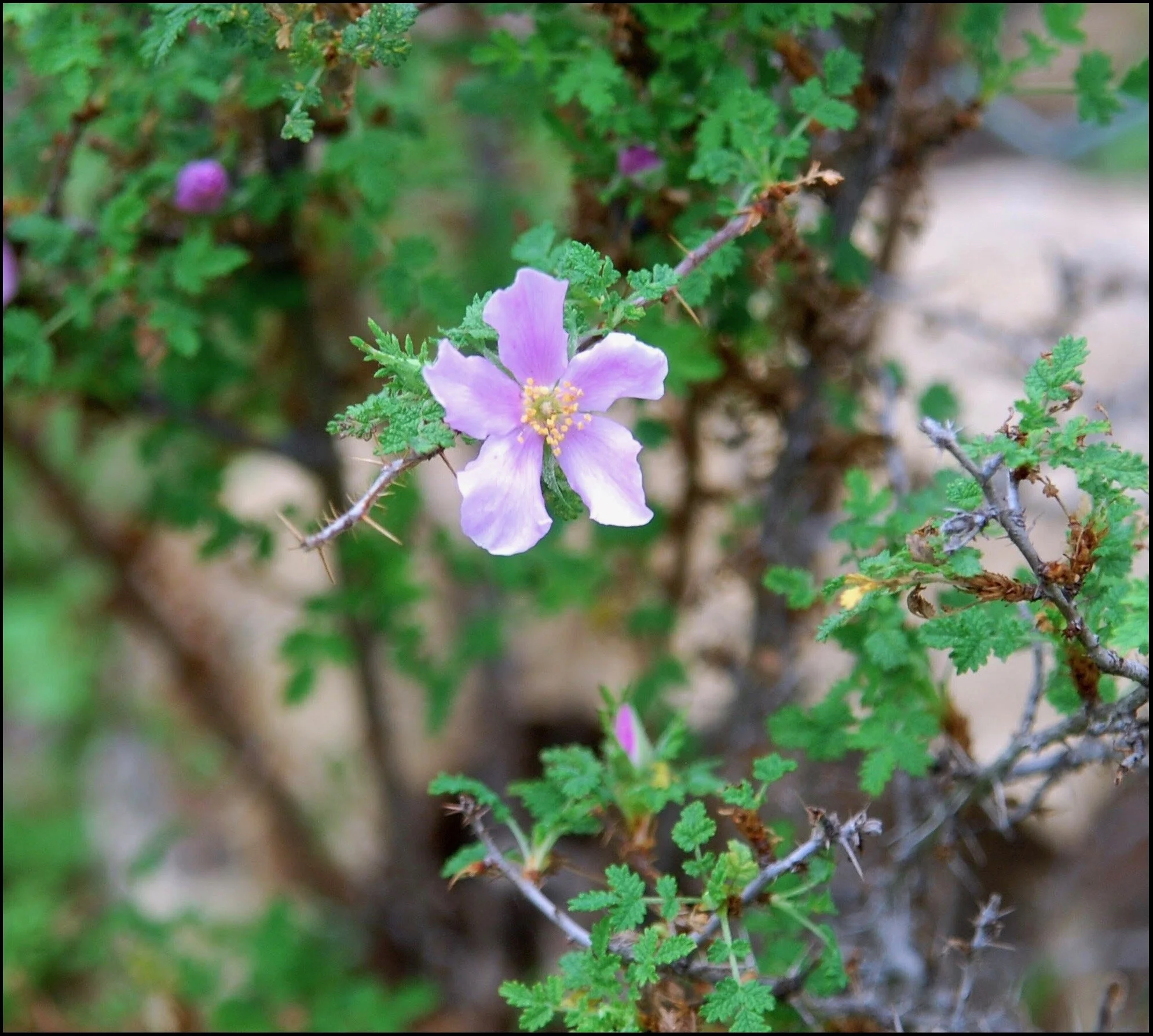 Small Leaved Rose (Rosa minutifolia), Photo: Don Rideout