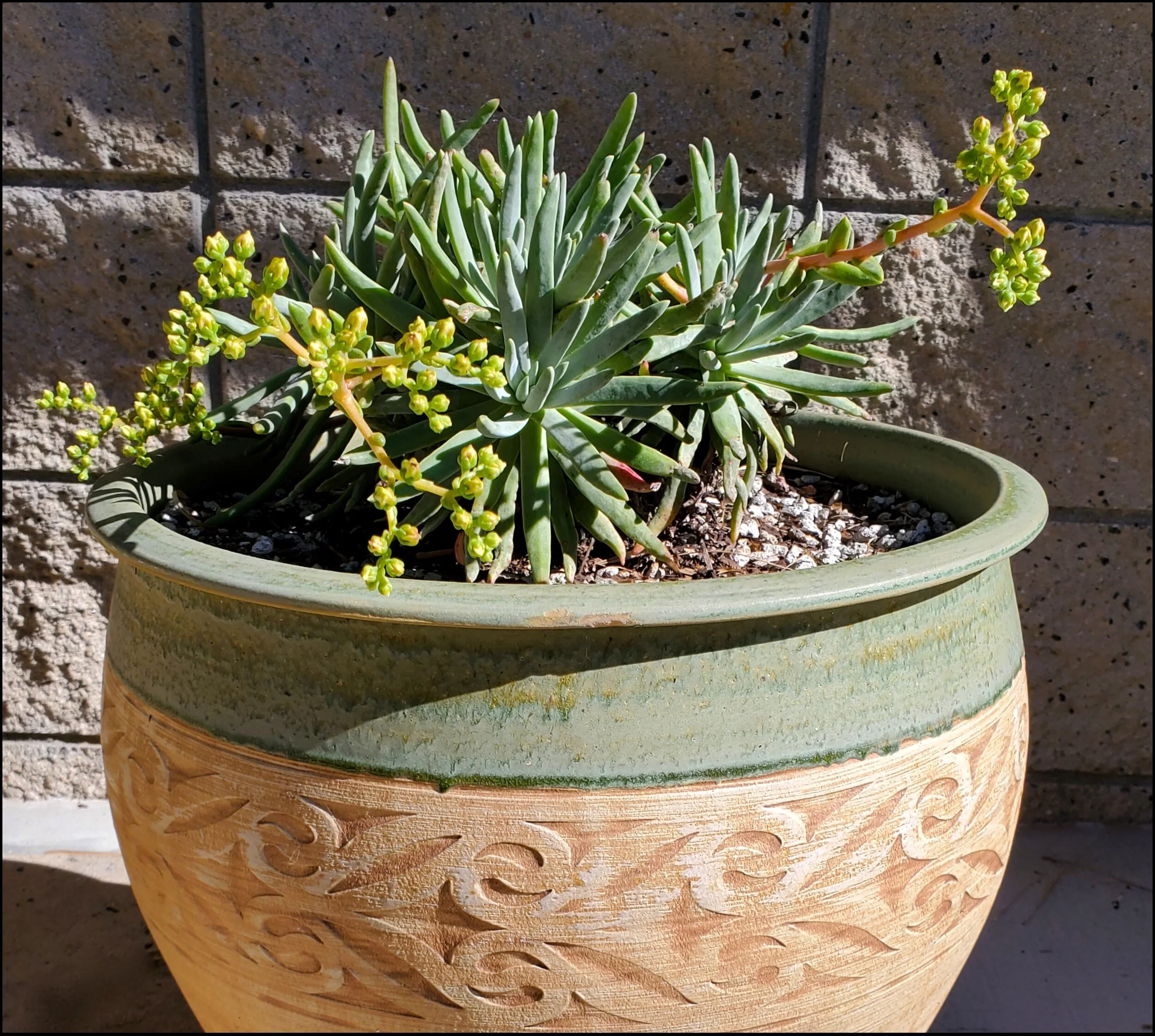 Tapertip Dudleya (Dudleya attenuata), Photo: Christine Hoey