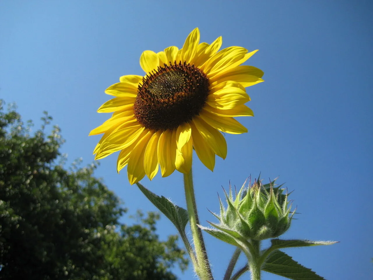 Common Sunflower (Helianthus annuus) Photo: Public domain