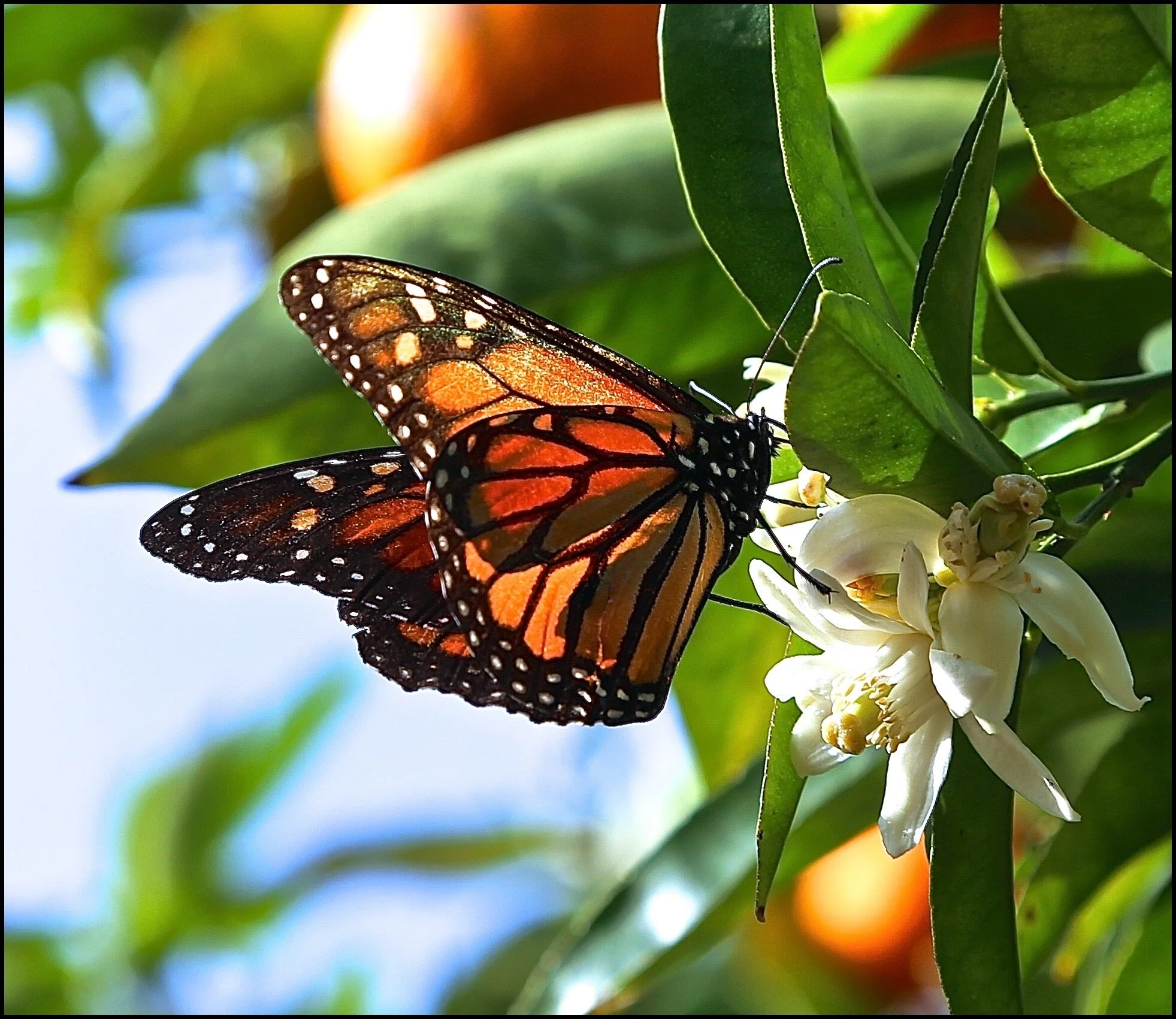 Monarch Butterfly (Danaus plexippus) nectaring on an orange tree blossom. Photo credit: Christine Hoey