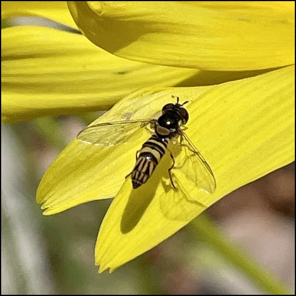 Oblique Streaktail Hover Fly (Allorgrapta obliqua) on a Sea Dahlia (Leptosyne maritima). Photo credit: Bonnie Nickel
