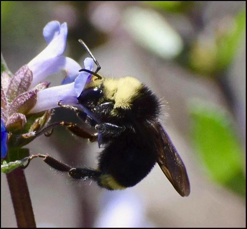 Yellow Faced Bumble Bee (Bombus vosnesenskii) on Salvia munzii.&nbsp; Photo credit: Jim Julius