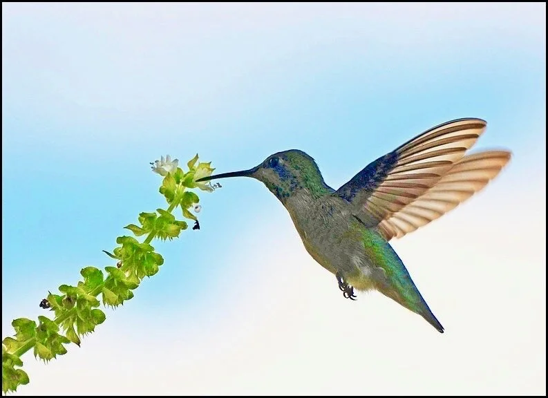 Anna’s hummingbird (Calypte anna) feeding on flowering sweet basil. Photo credit: Creative Commons via Wikimedia.
