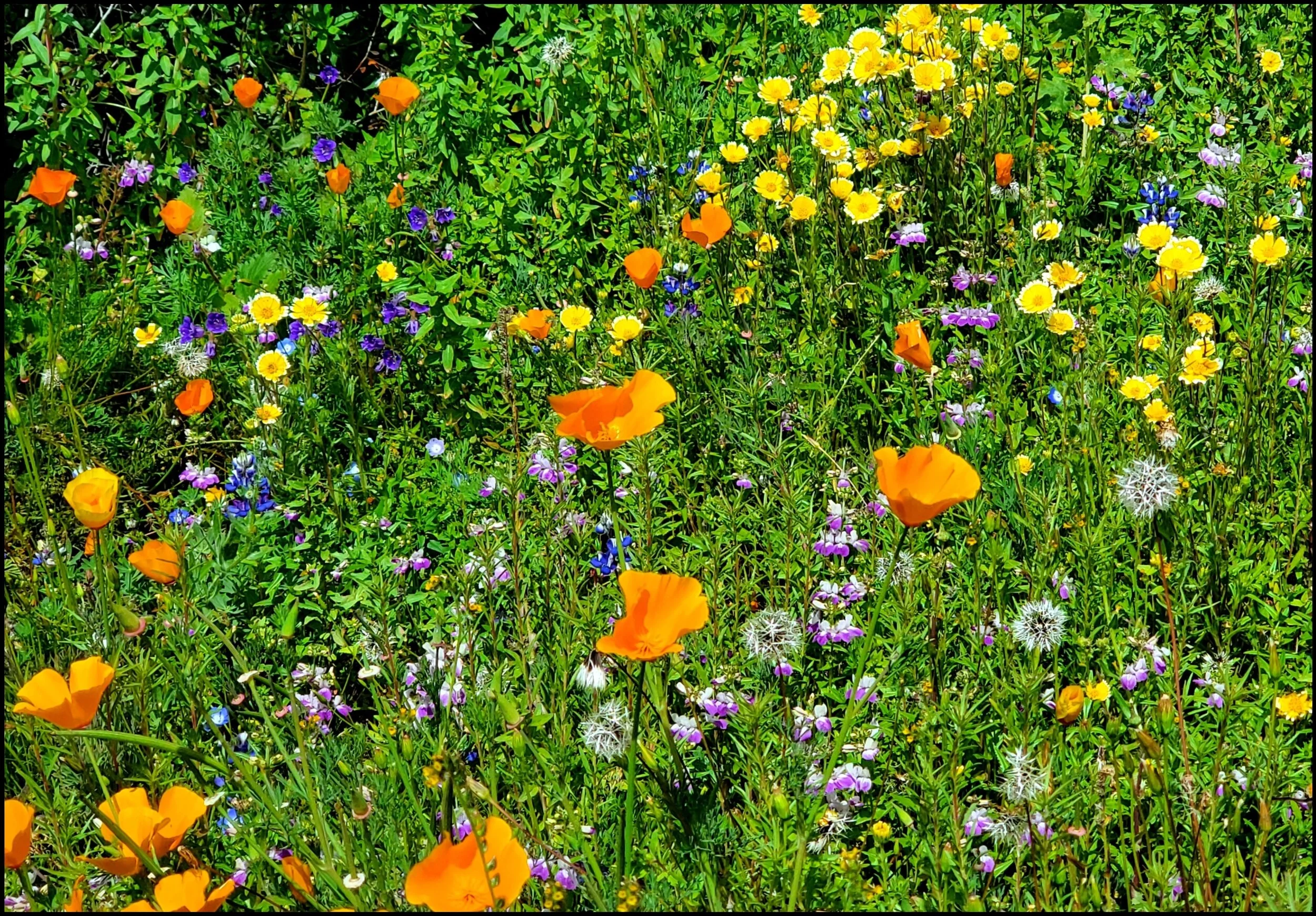 California Annual Wildflowers. Photo credit: Christine Hoey
