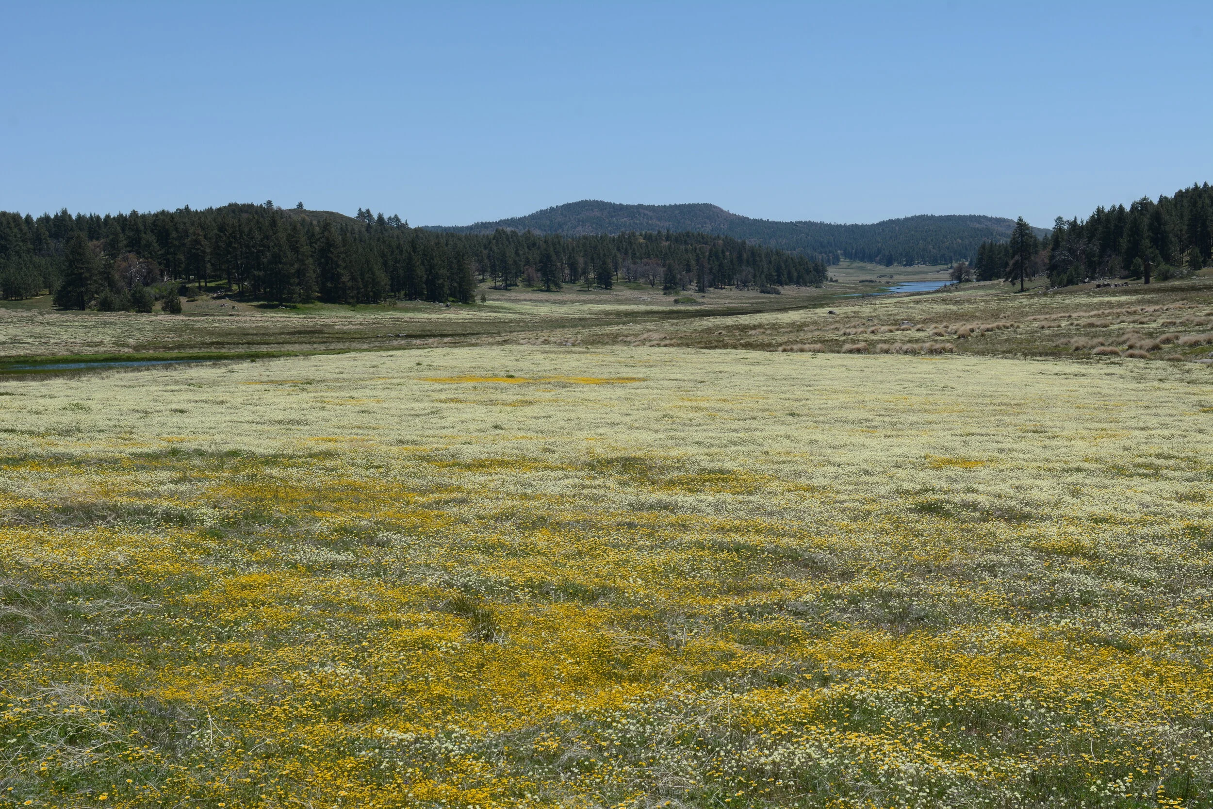 Platystemon californica Mt Laguna. Photo: Tom Oberbauer