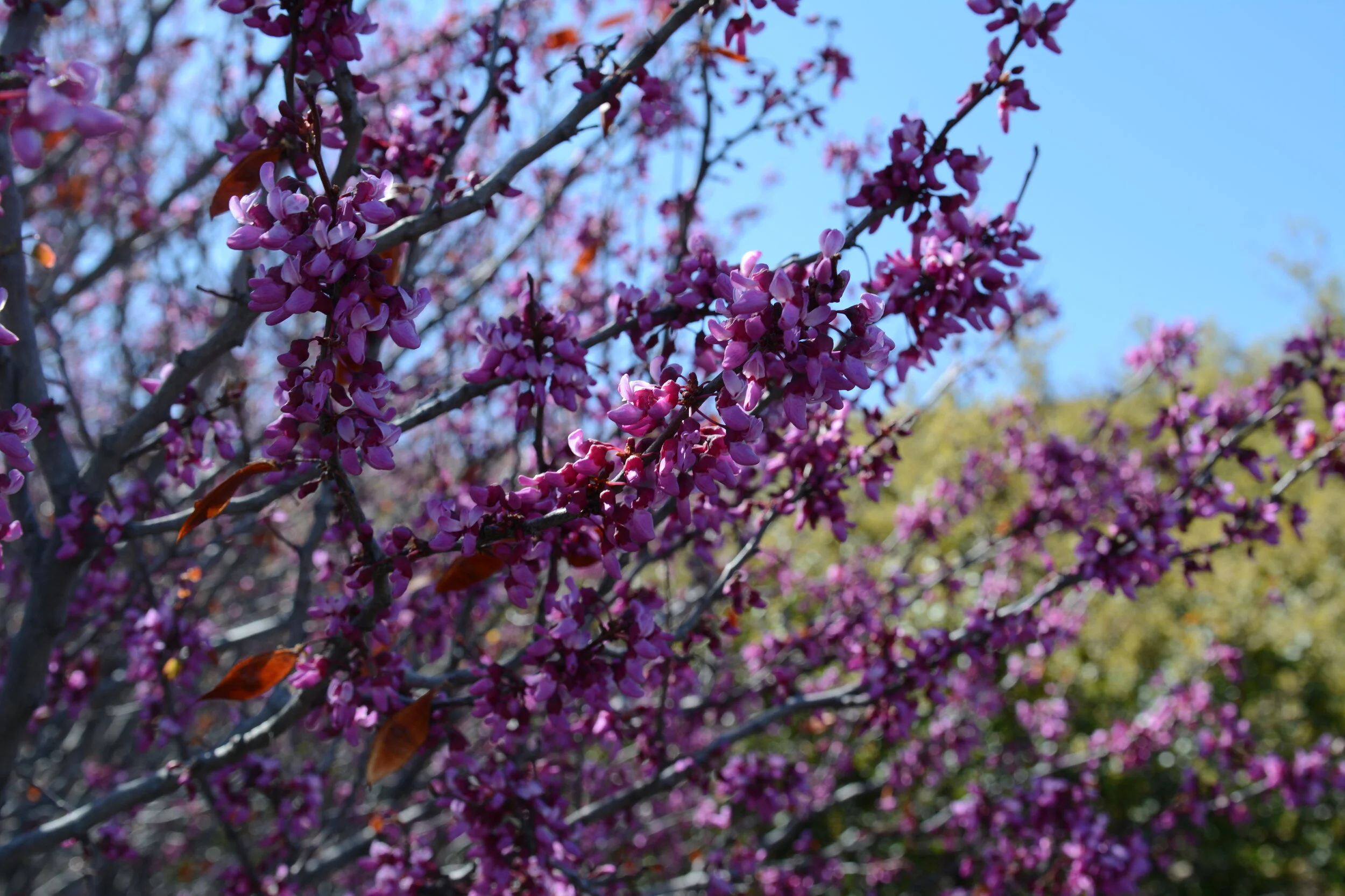 Cercis occidentalis. Photo: Tom Oberbauer