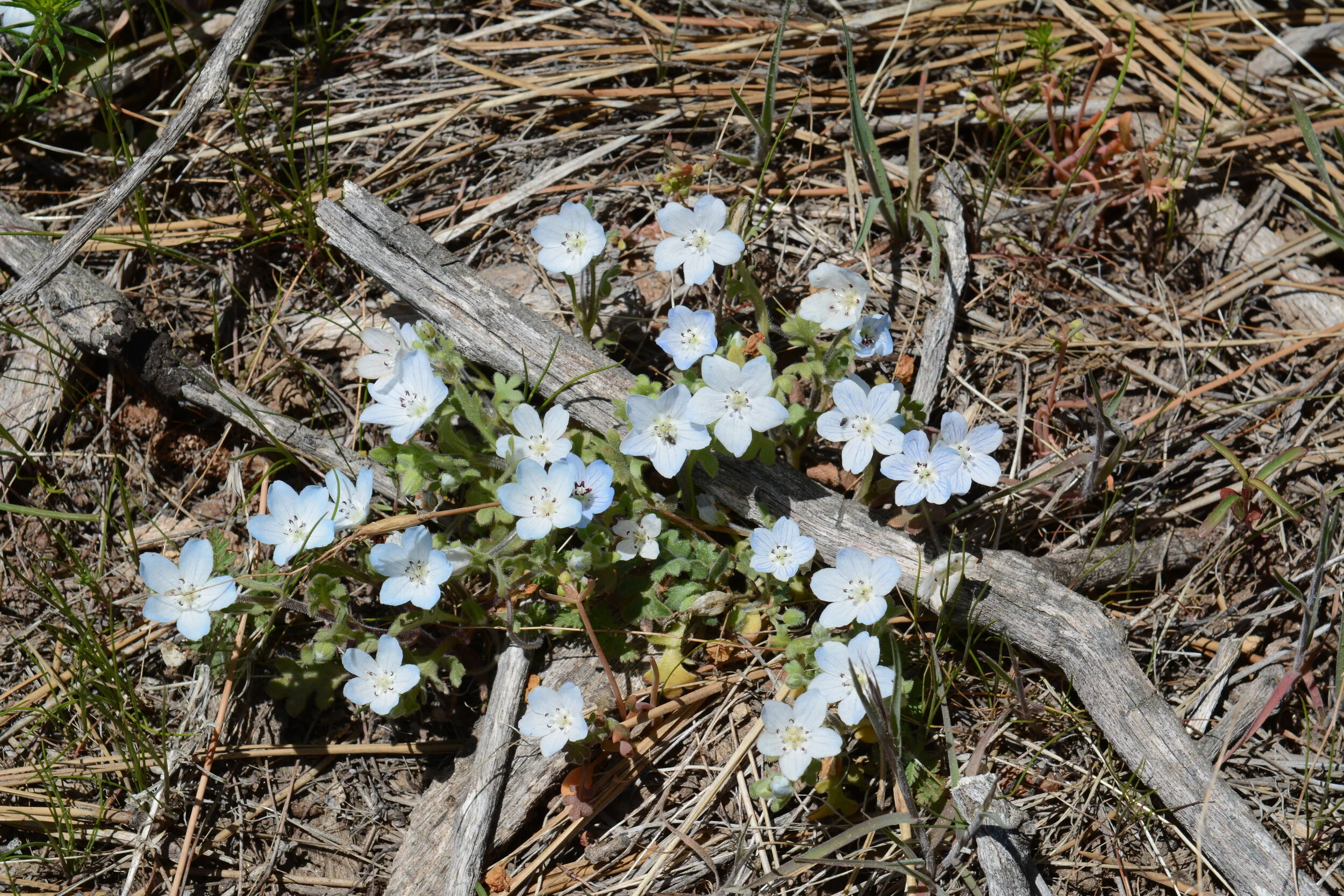 Nemophila menziesii menziesii. Photo: Tom Oberbauer