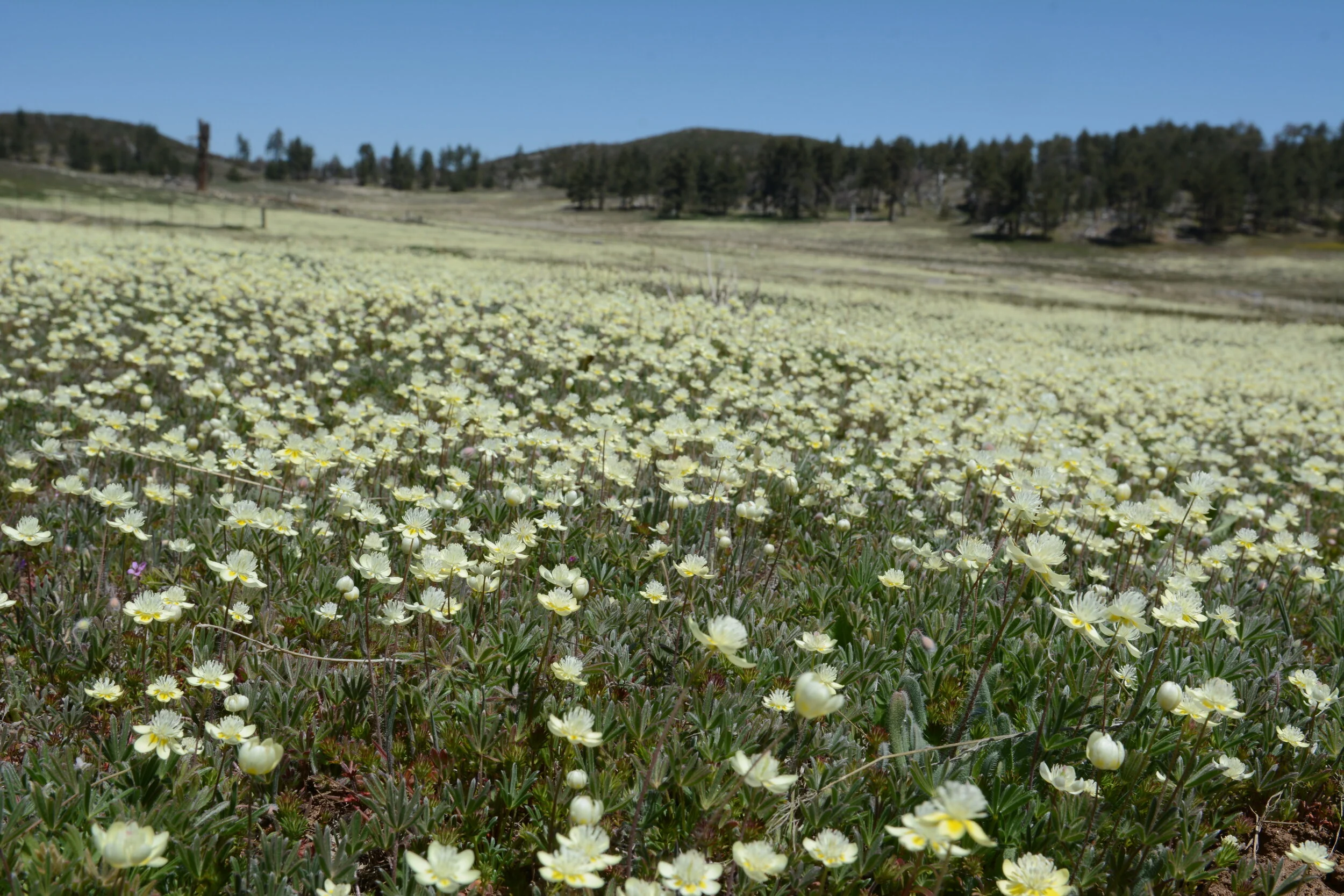 Platystemon californica Mt. Laguna. Photo: Tom Oberbauer