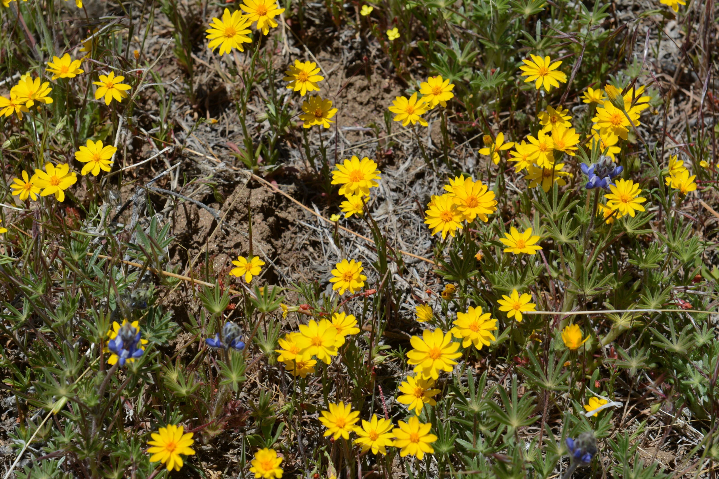 Pentachaeta aurea and Lupinus bicolor  Mt Laguna. Photo: Tom Oberbauer
