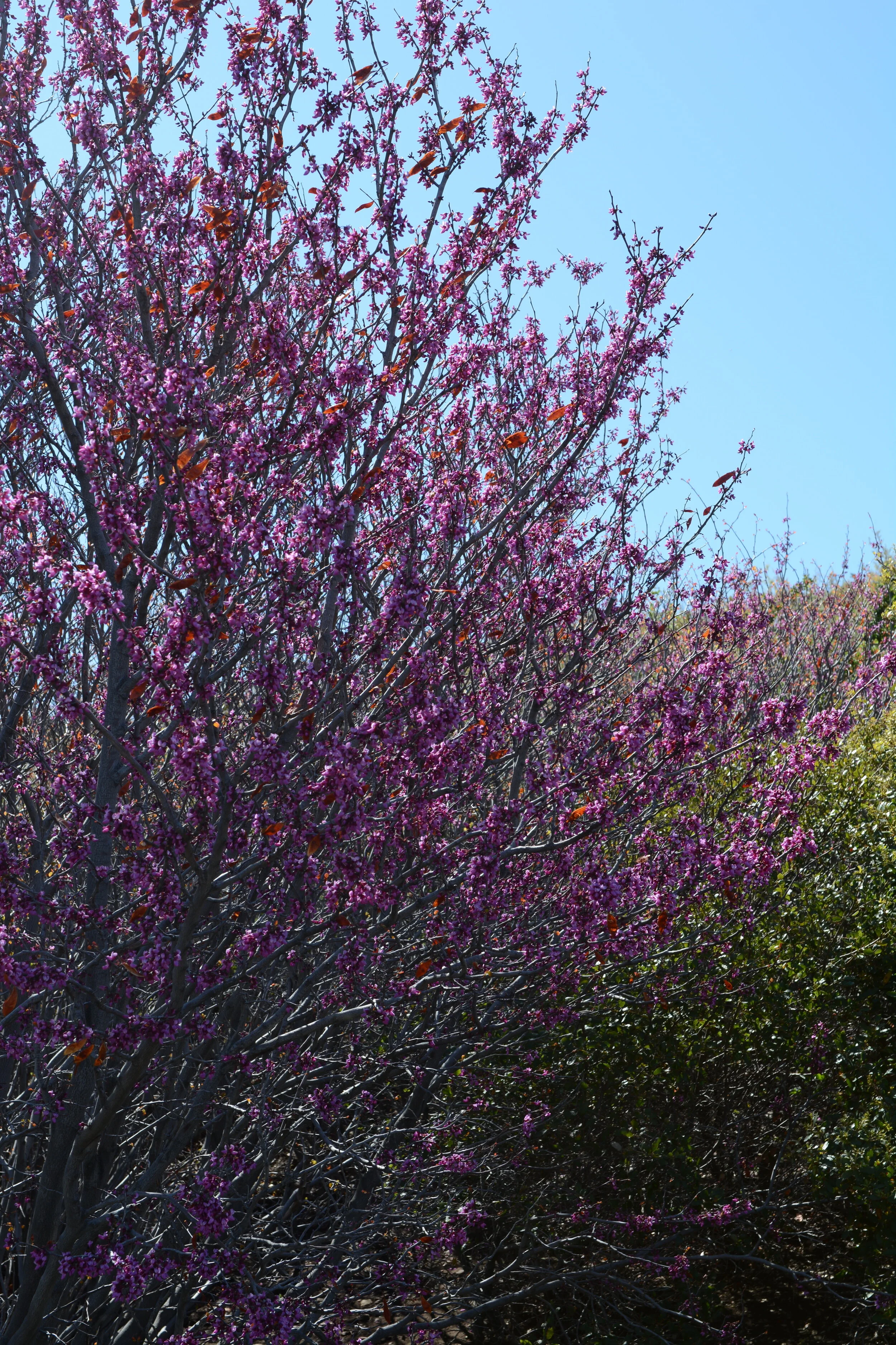 Cercis occidentalis. Photo: Tom Oberbauer