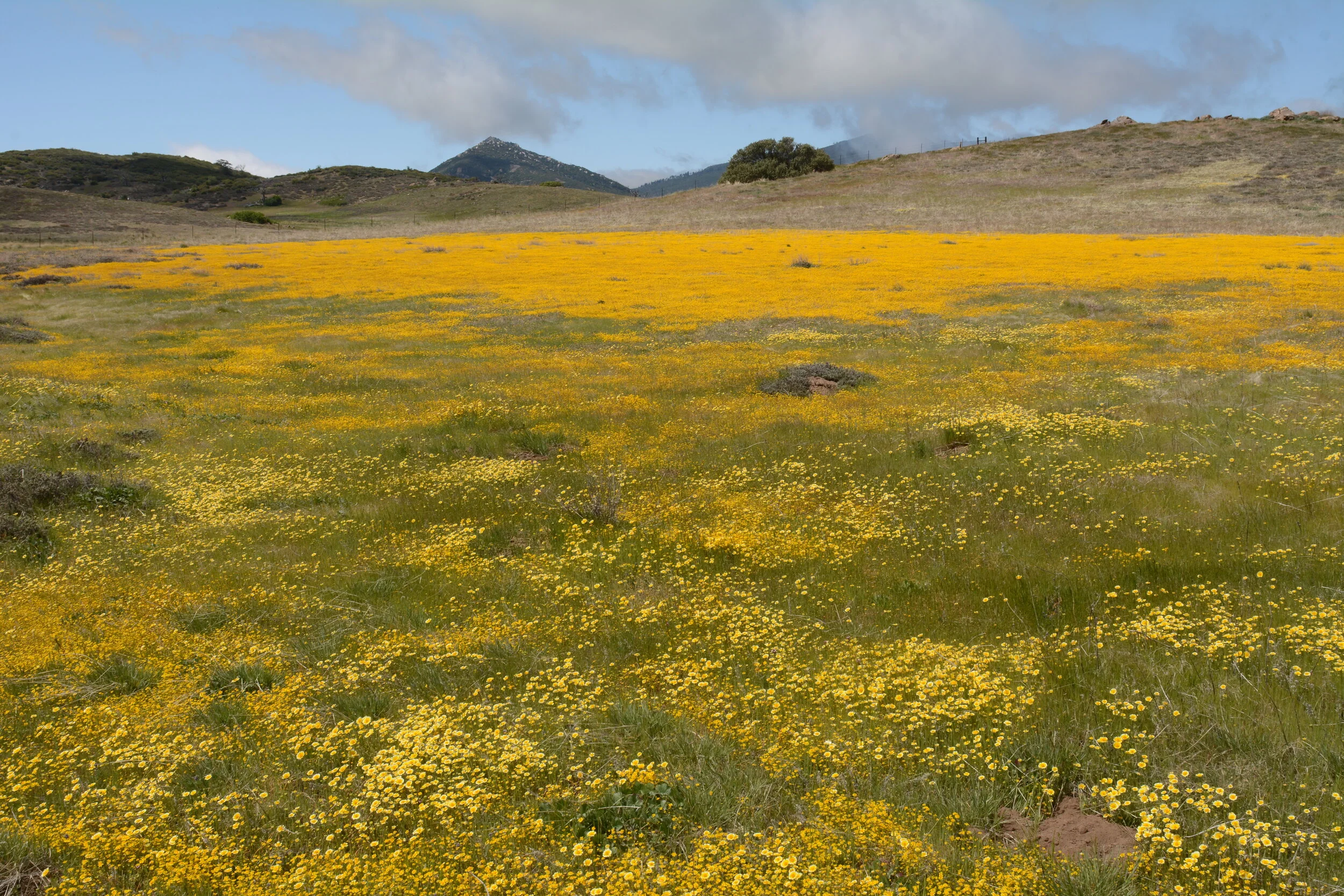 Layia platyglossa and Lasthenia gracilis Cuyamaca Lake. Photo: Tom Oberbauer