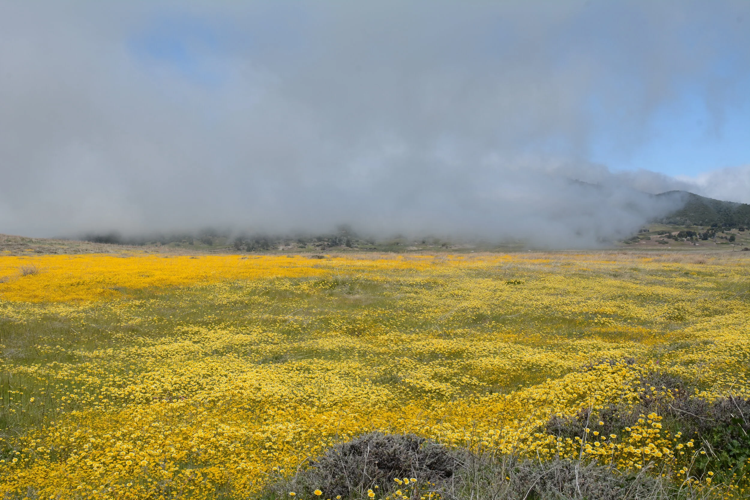 Layia platyglossa and Lasthenis gracilis Cuyamaca Lake. Photo: Tom Oberbauer